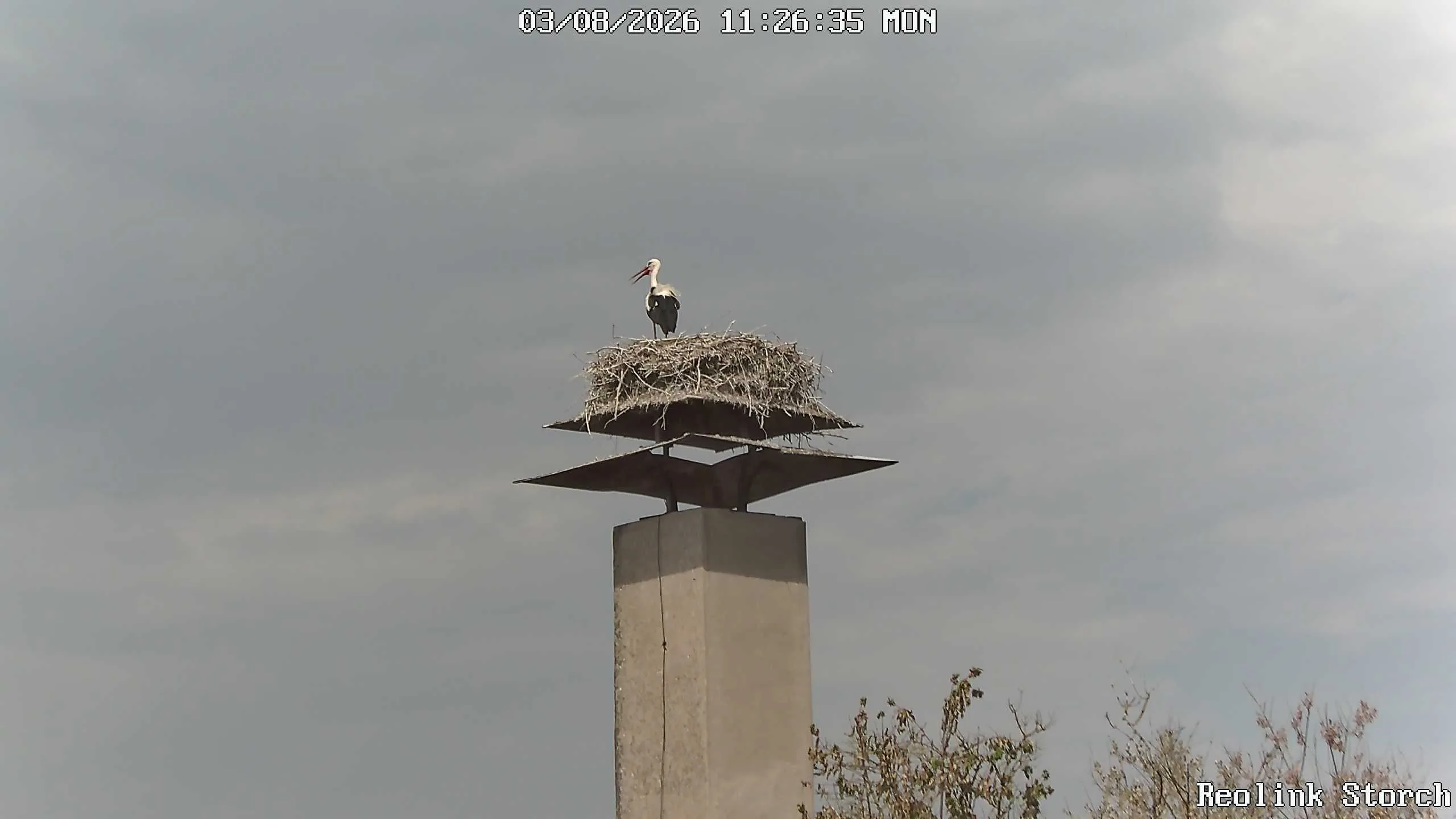 Storchencam Bild