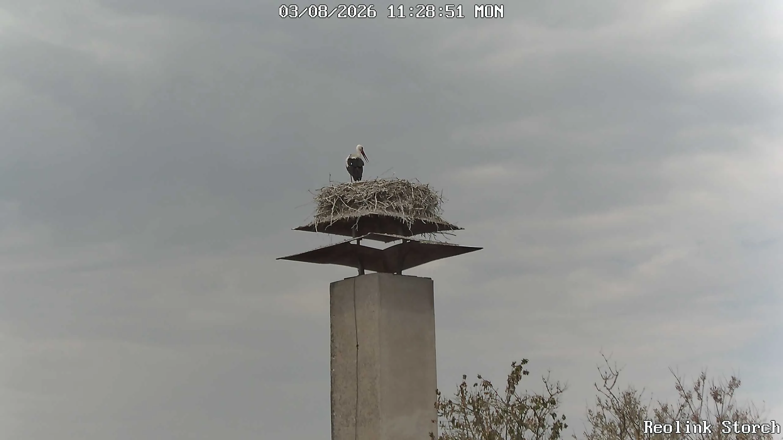 Storchencam Bild