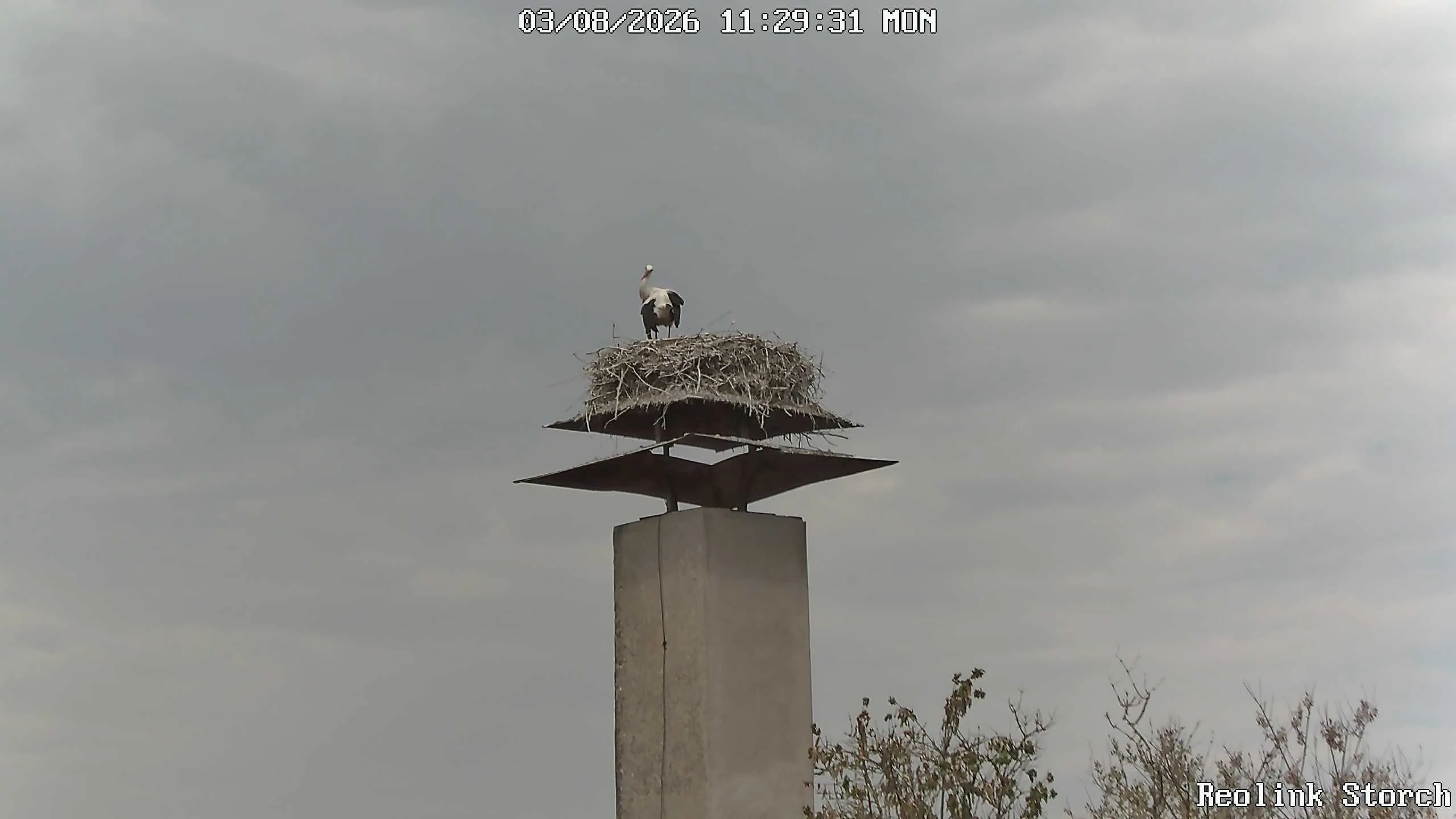 Storchencam Bild