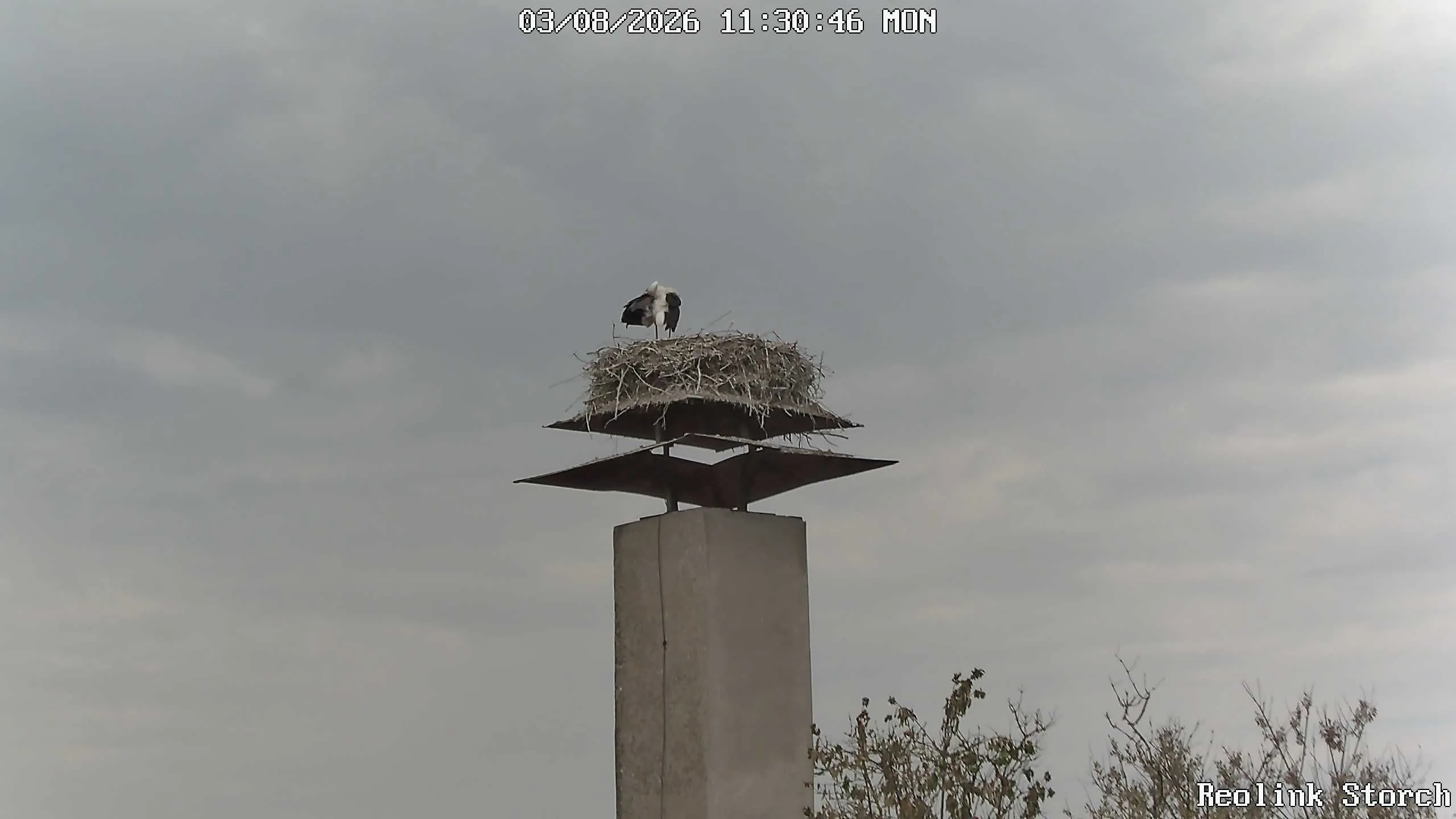 Storchencam Bild
