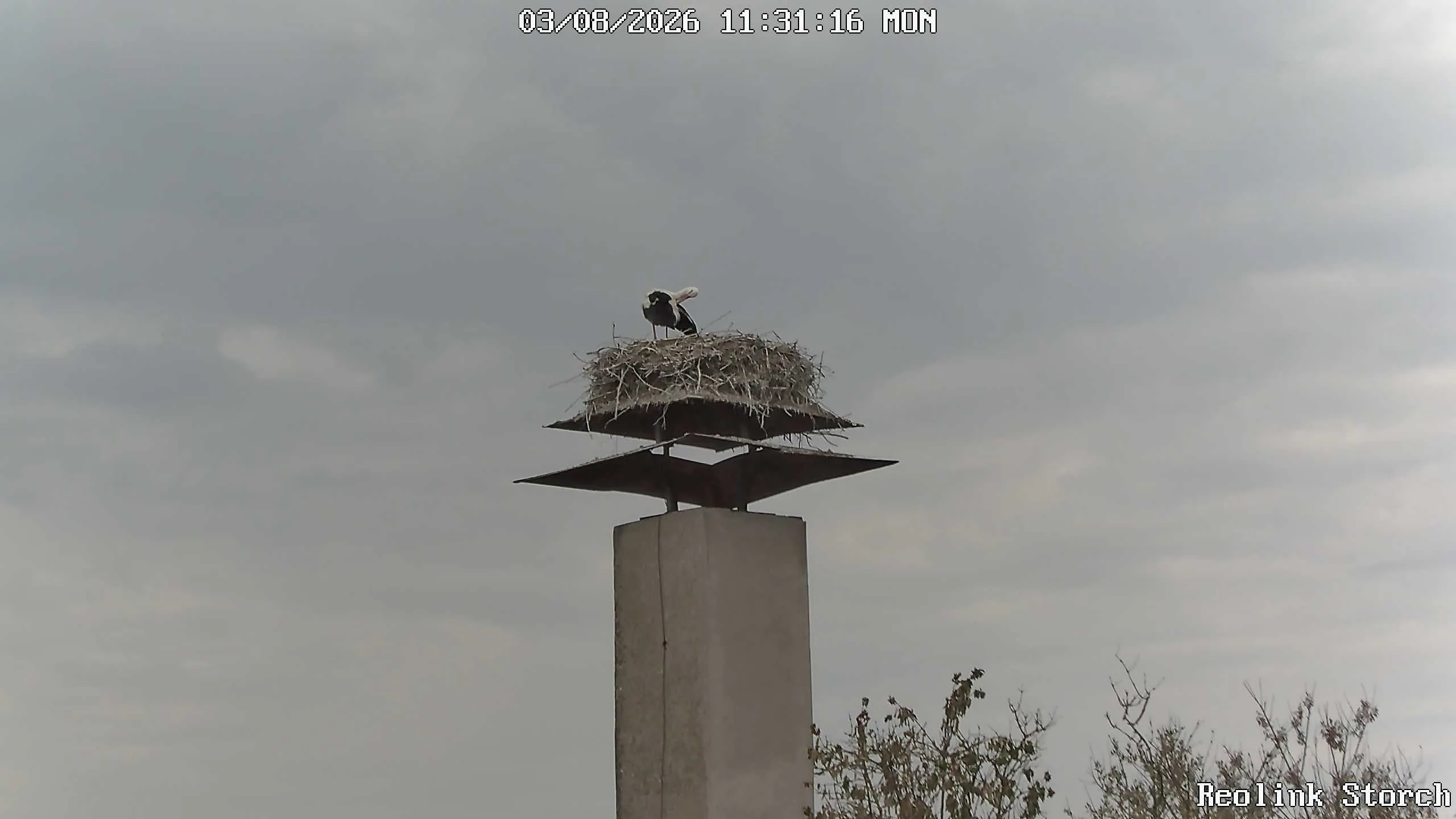 Storchencam Bild