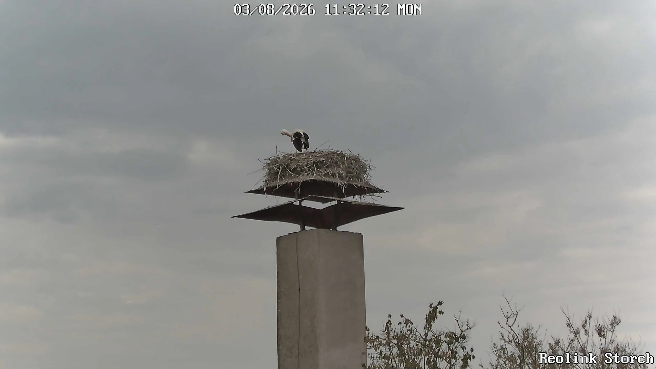 Storchencam Bild