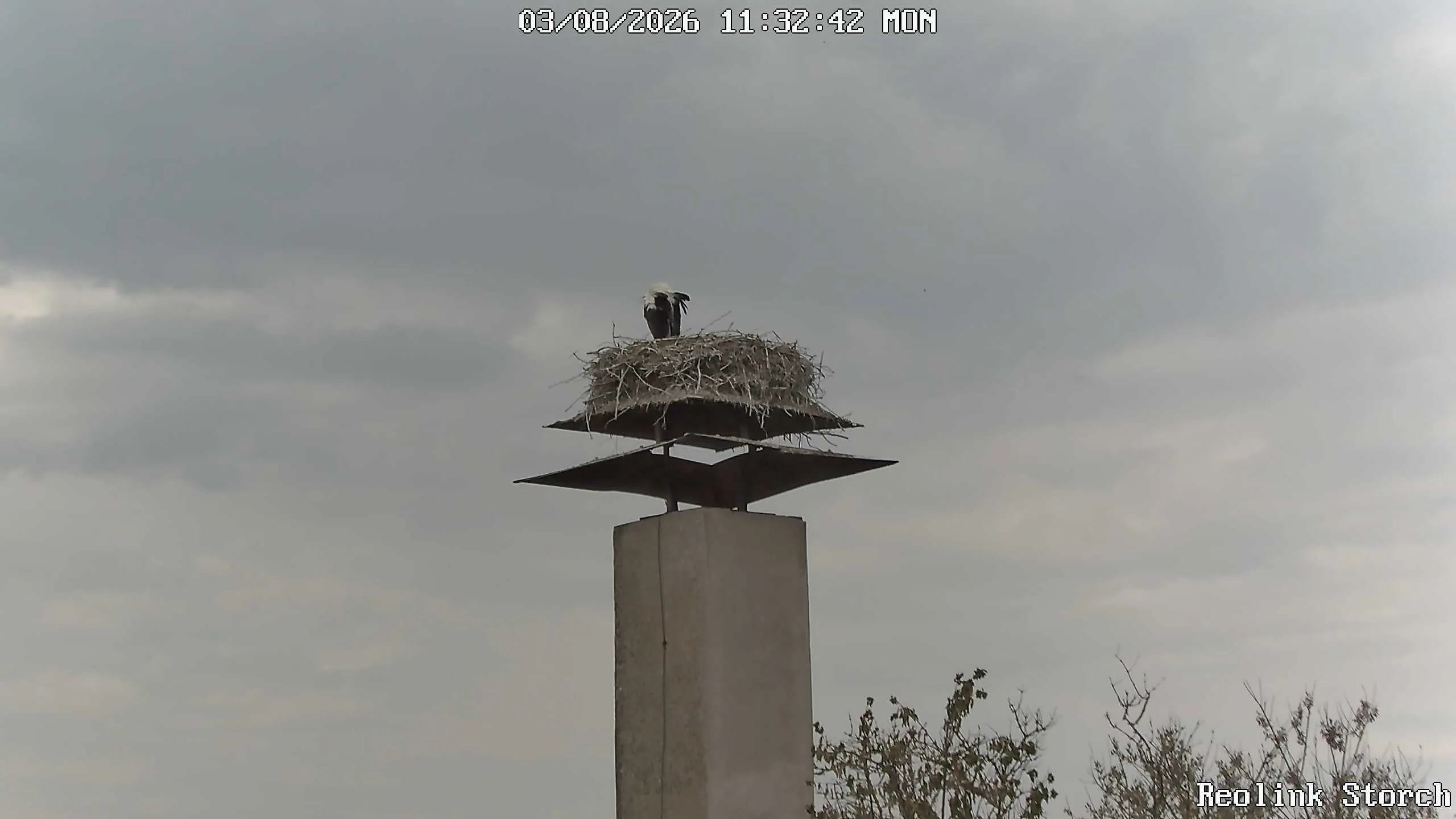 Storchencam Bild