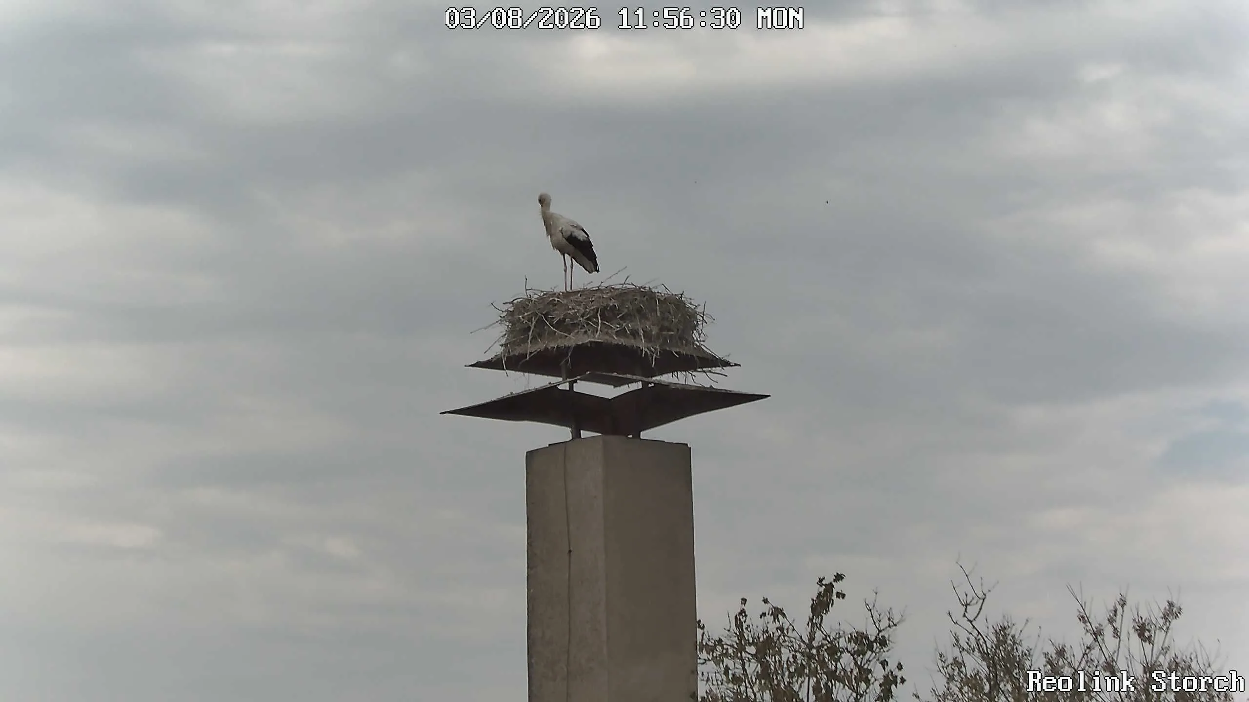 Storchencam Bild
