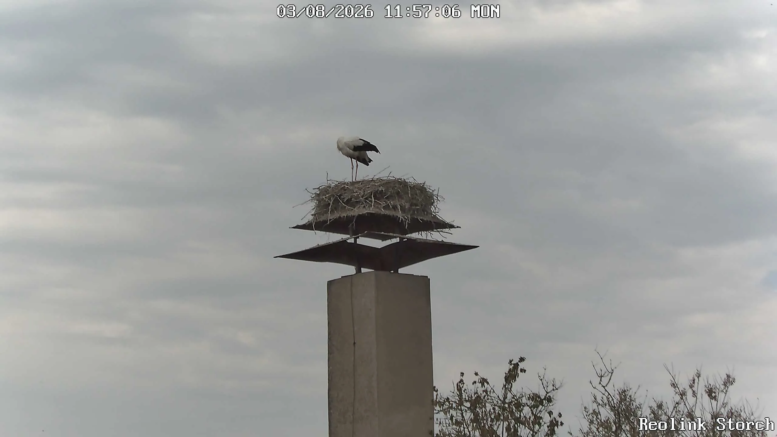 Storchencam Bild