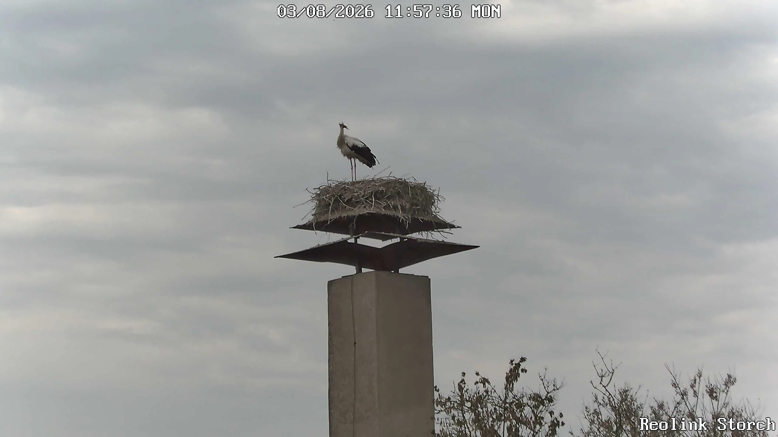 Storchencam Bild