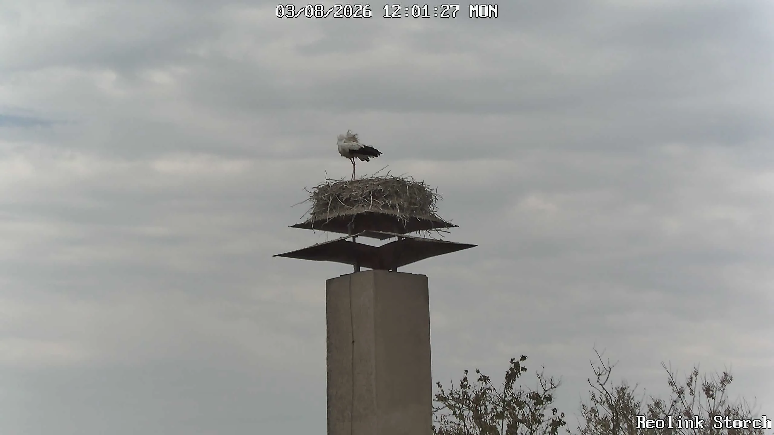Storchencam Bild