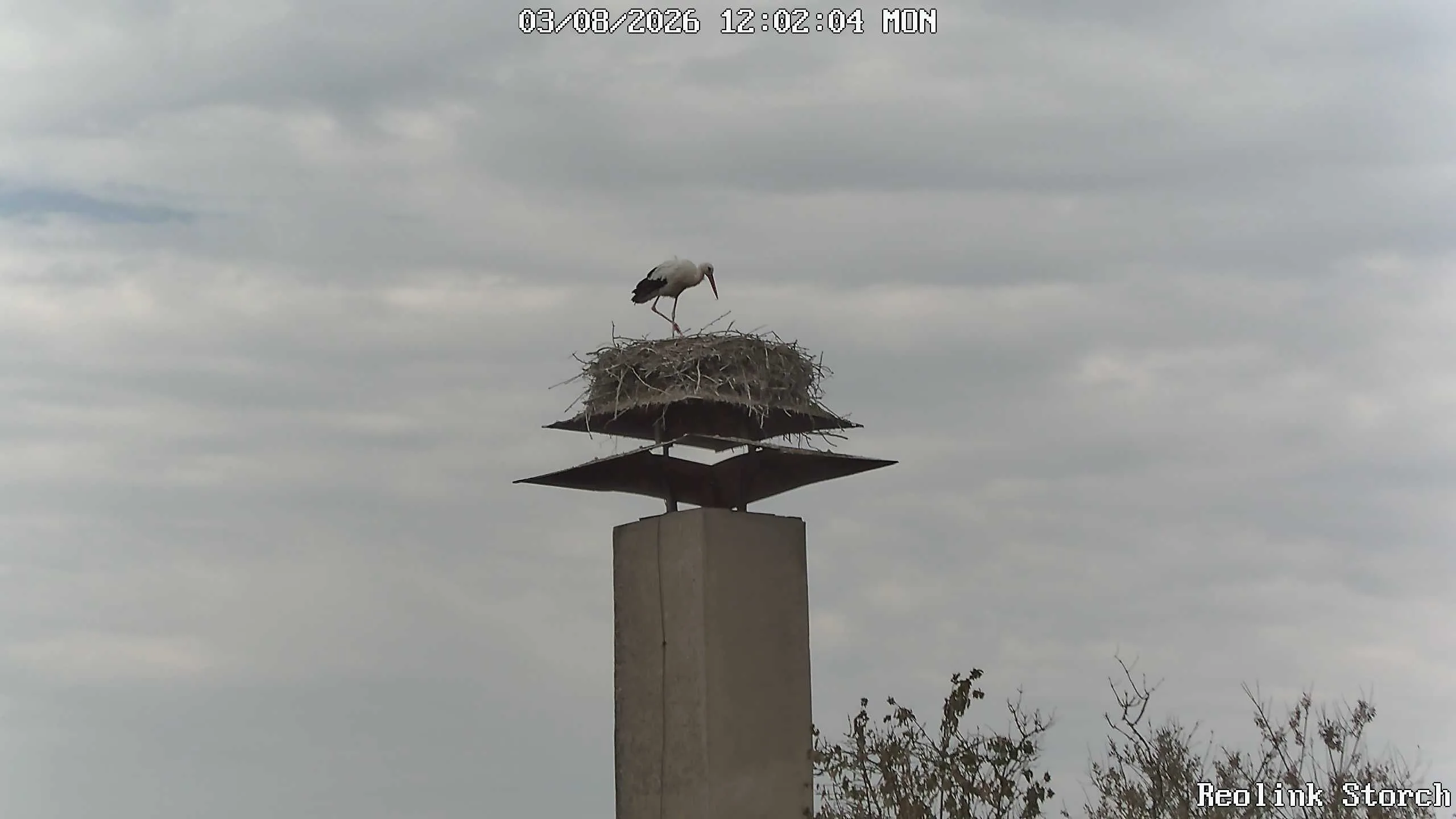 Storchencam Bild