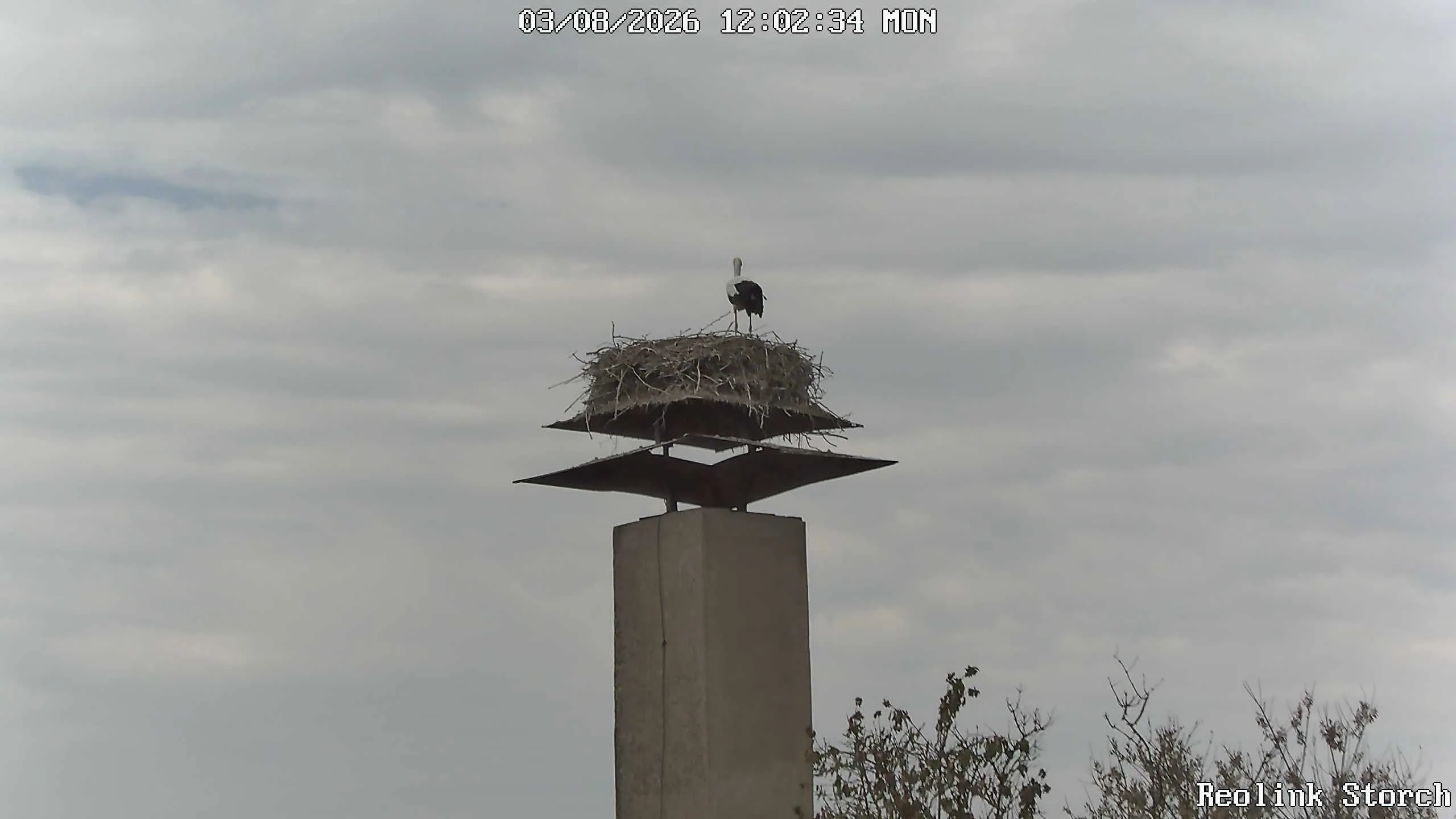 Storchencam Bild