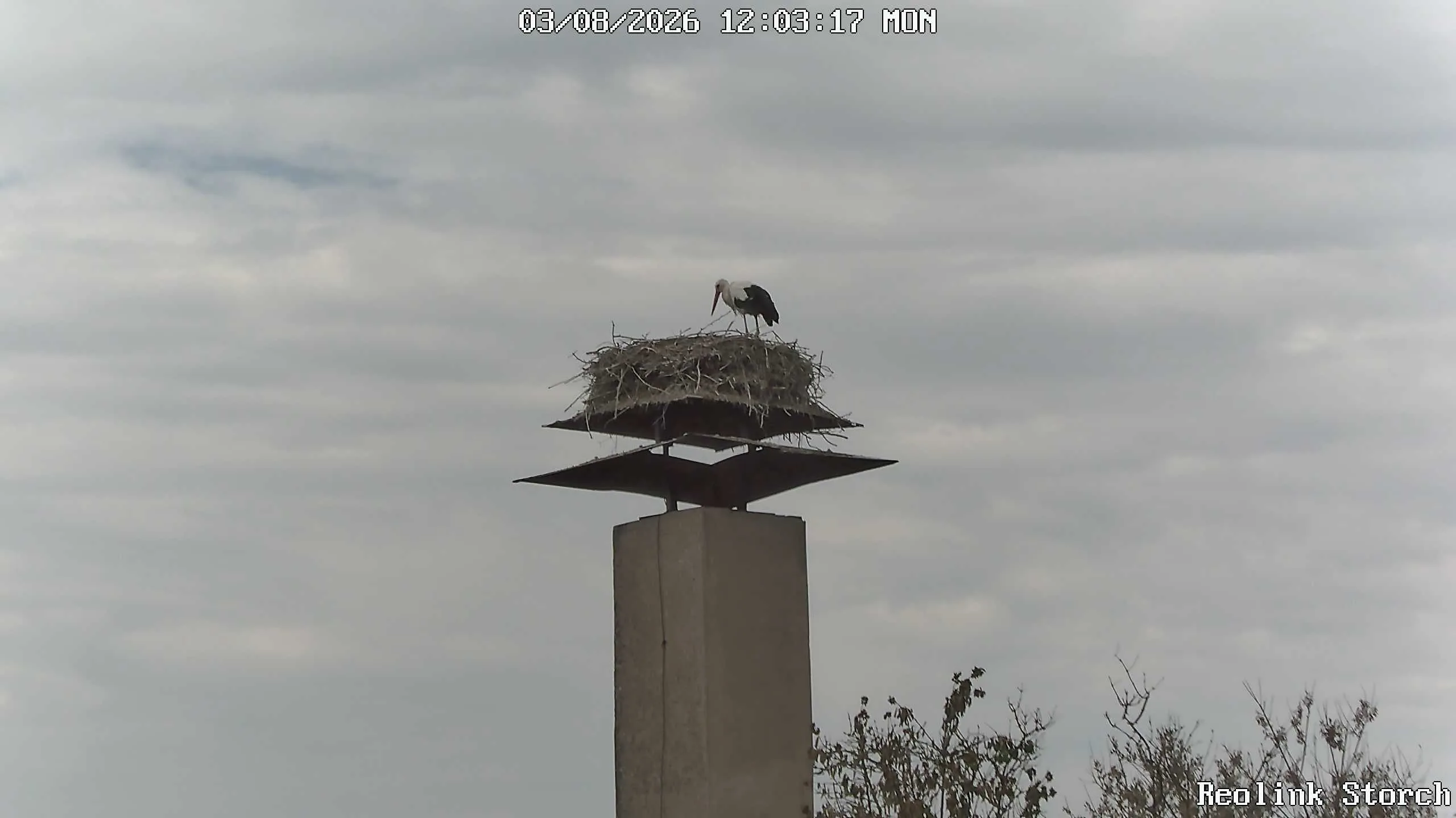 Storchencam Bild