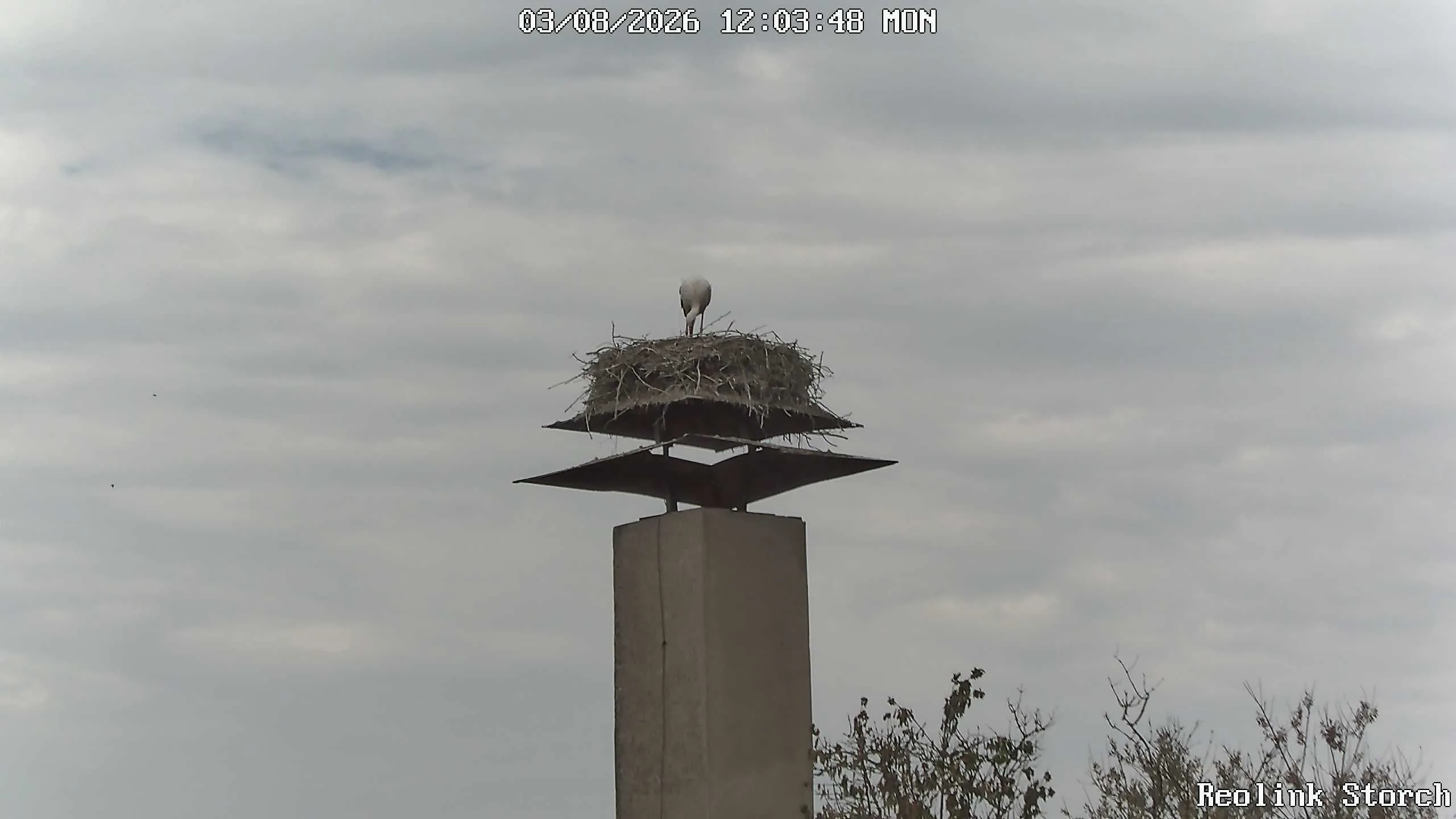 Storchencam Bild