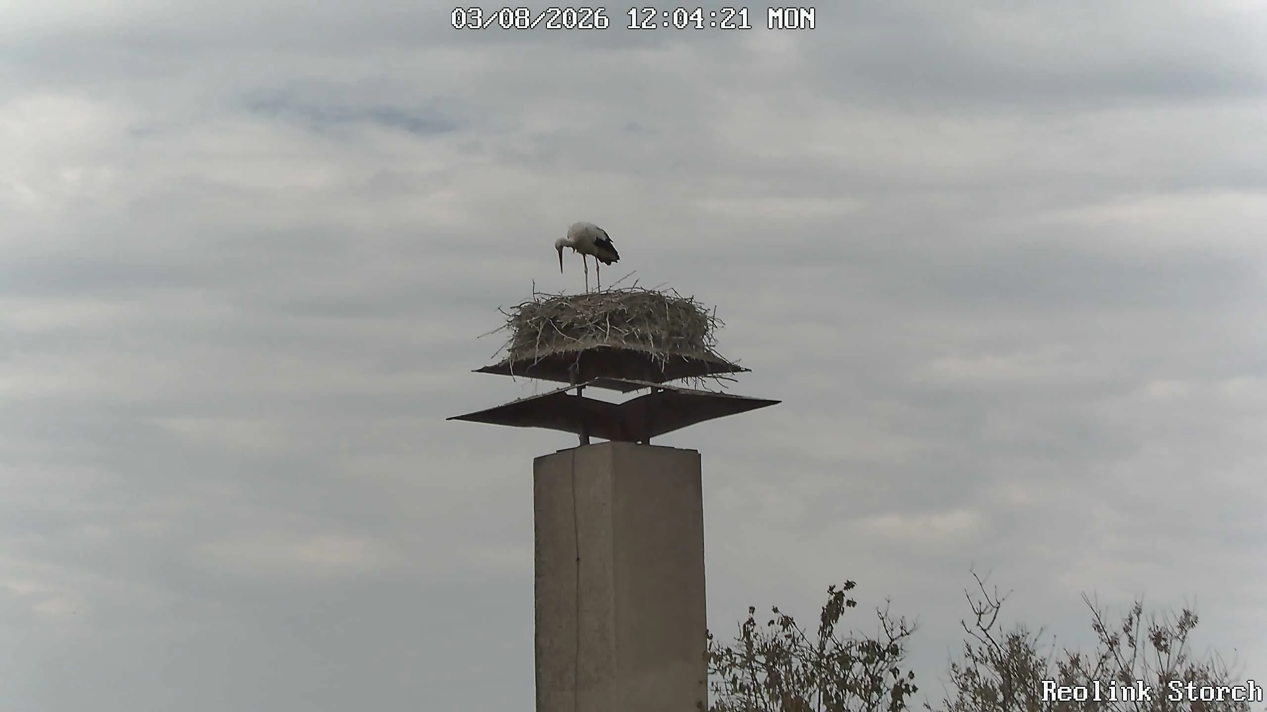 Storchencam Bild