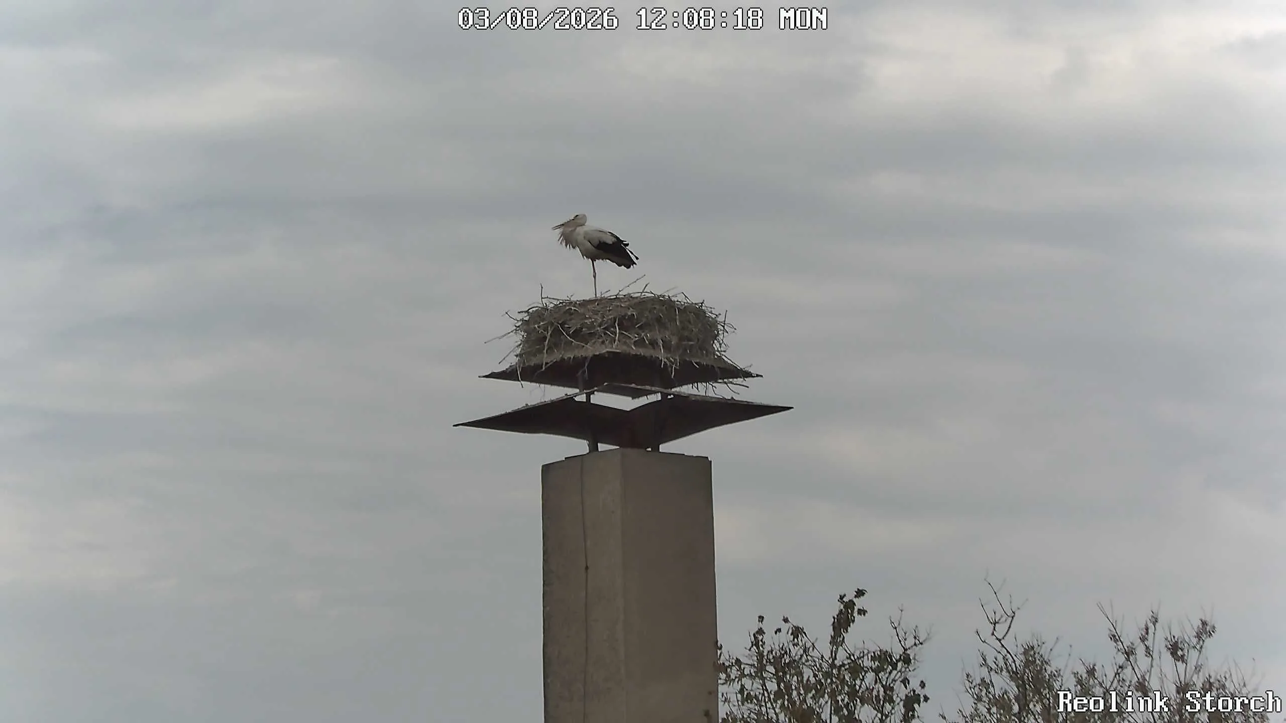 Storchencam Bild