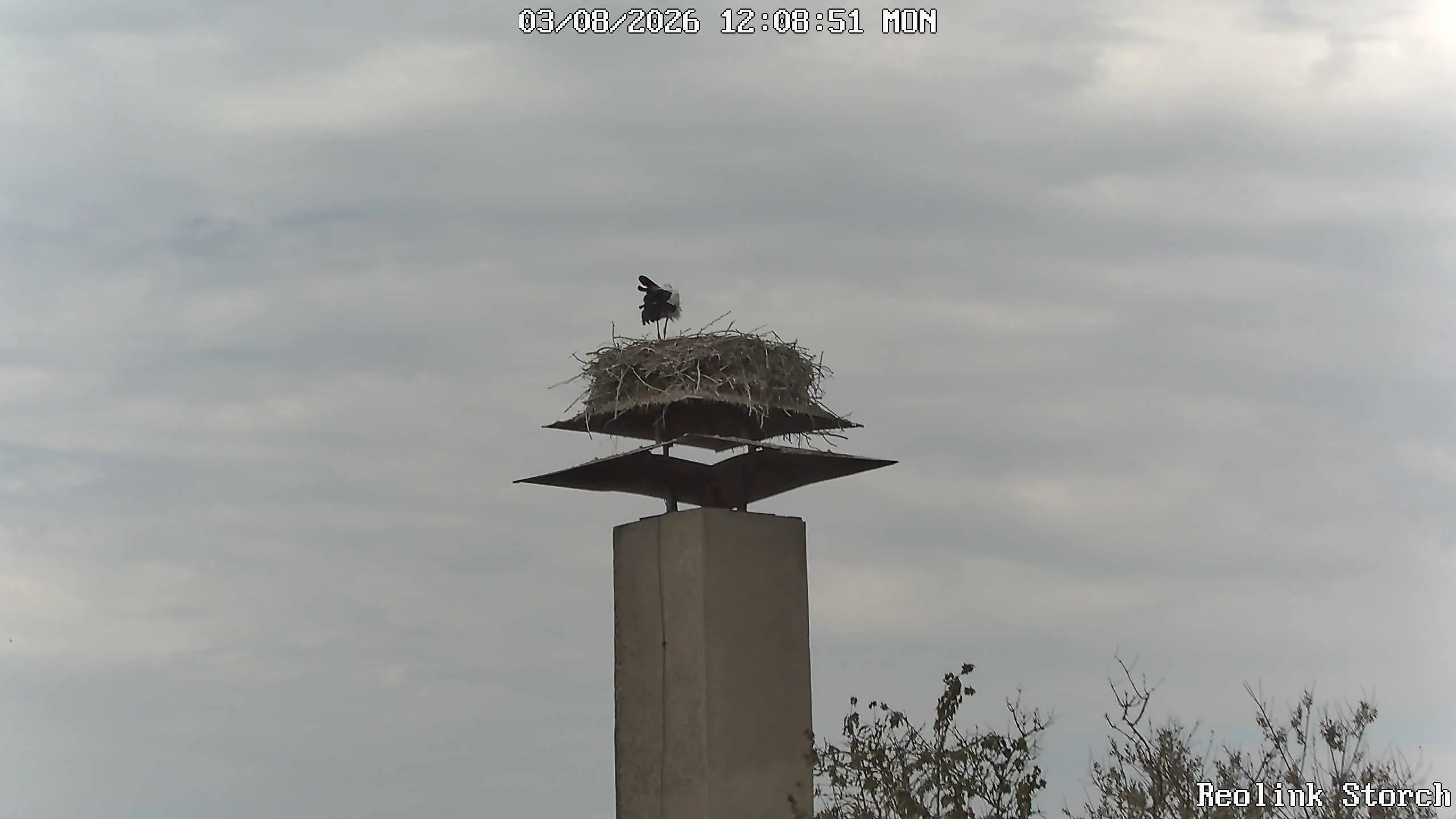 Storchencam Bild