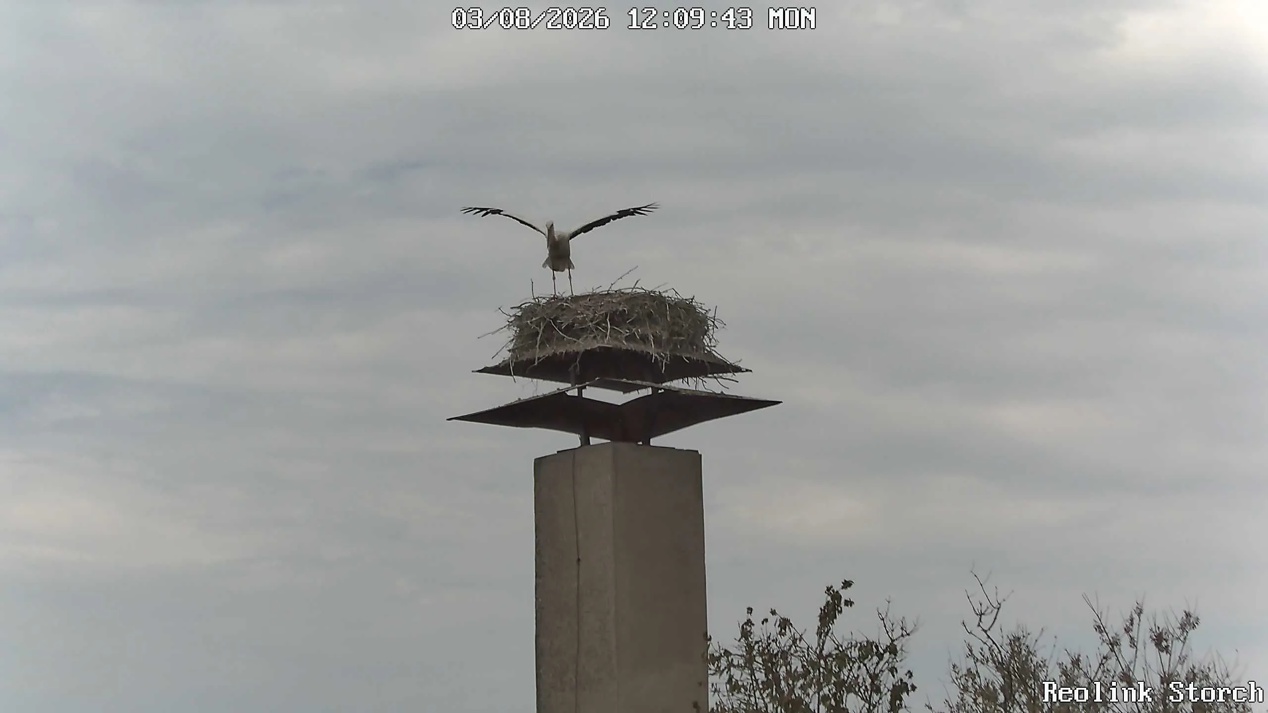 Storchencam Bild