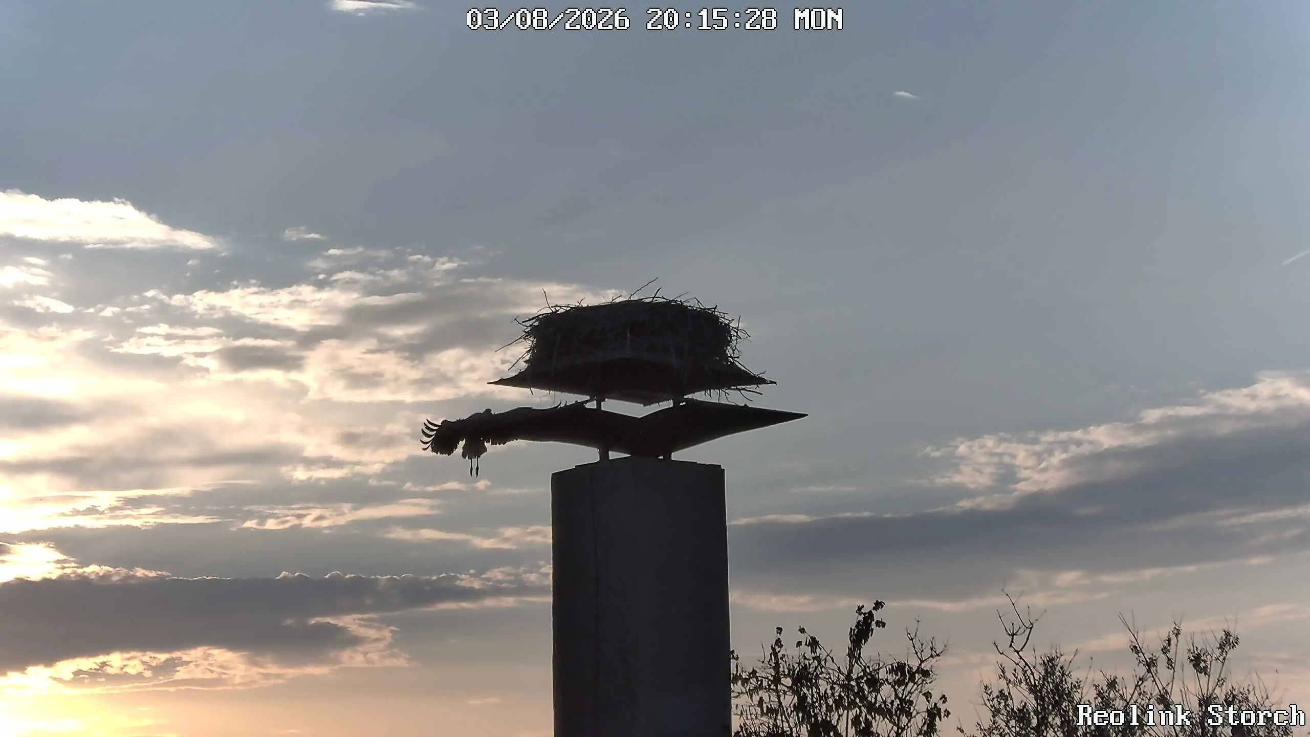 Storchencam Bild