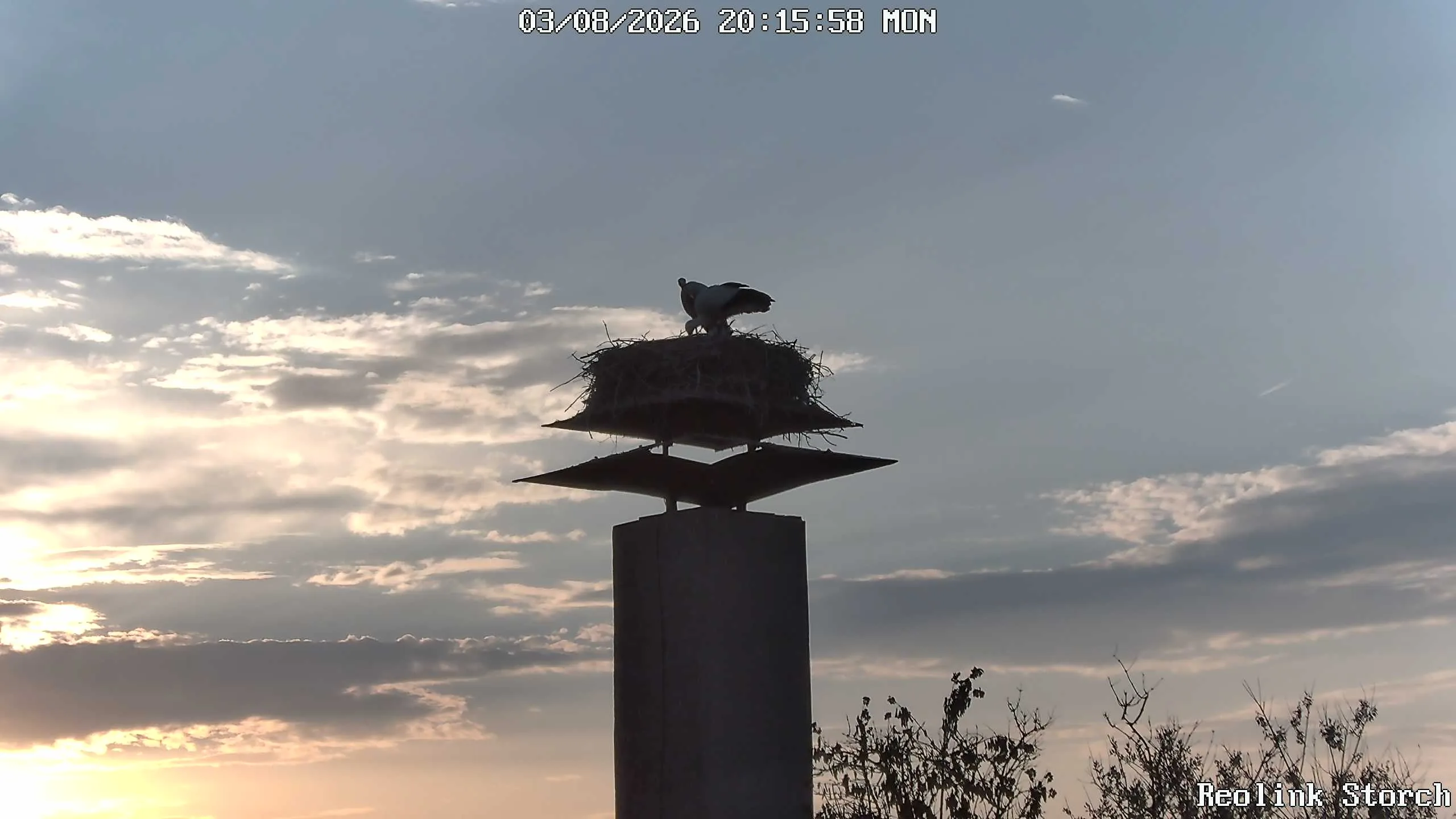 Storchencam Bild