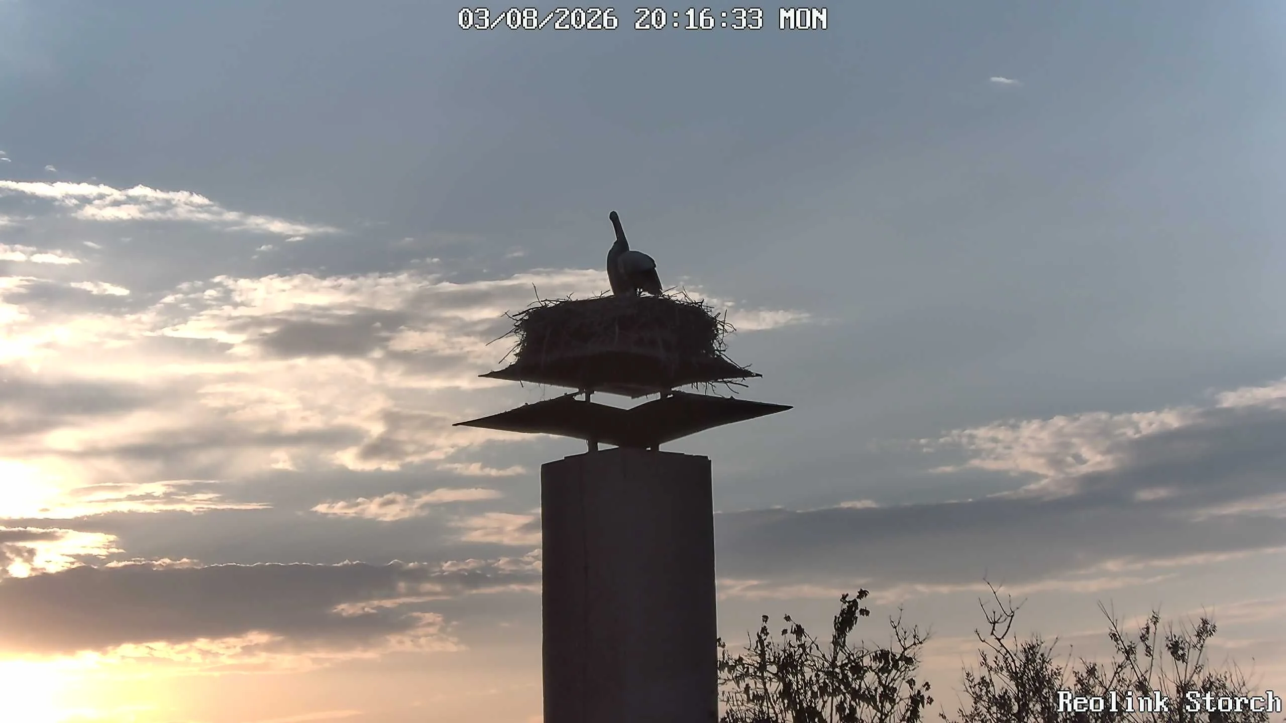 Storchencam Bild