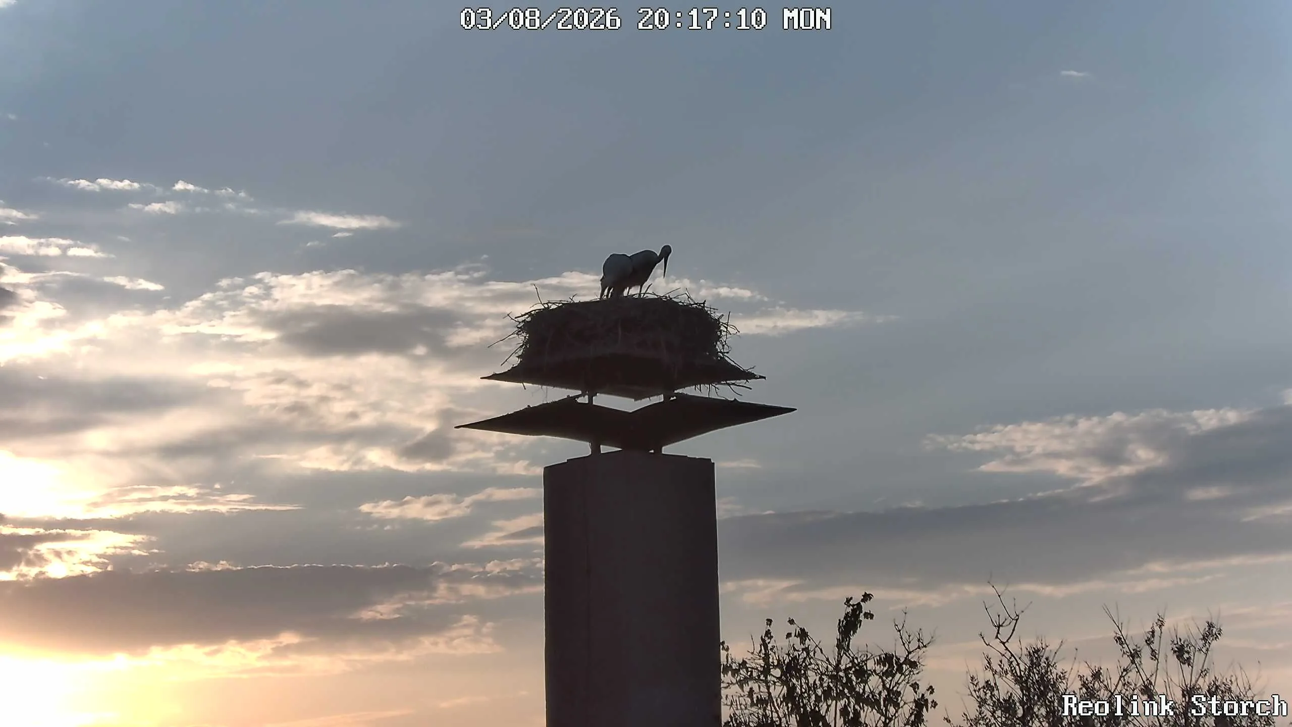 Storchencam Bild