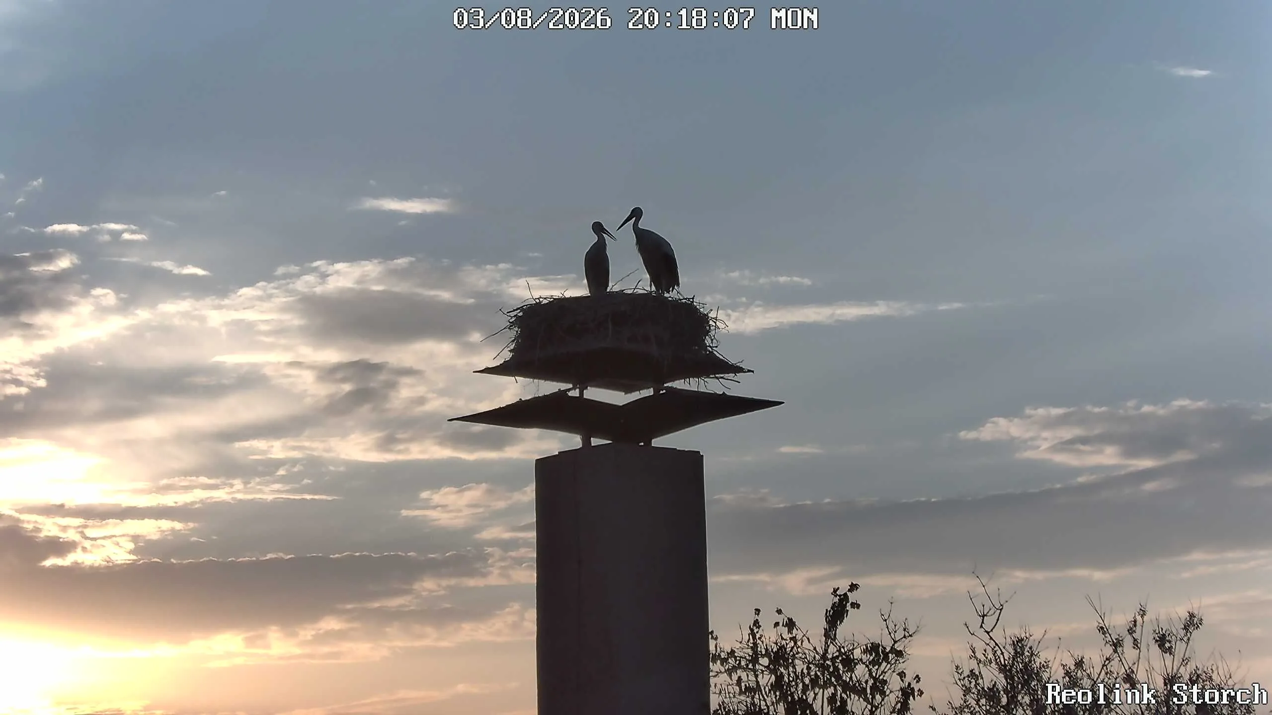 Storchencam Bild