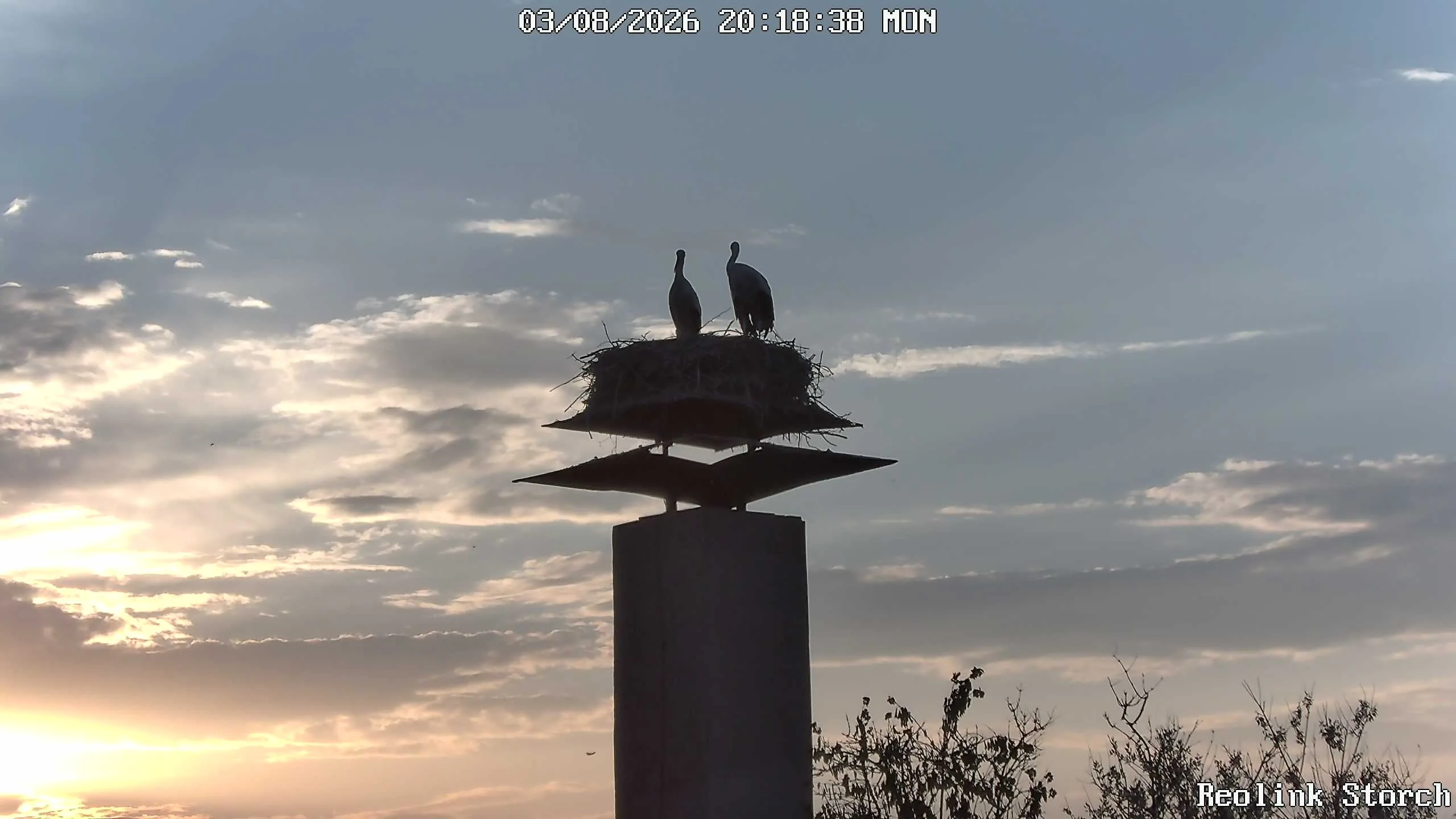 Storchencam Bild