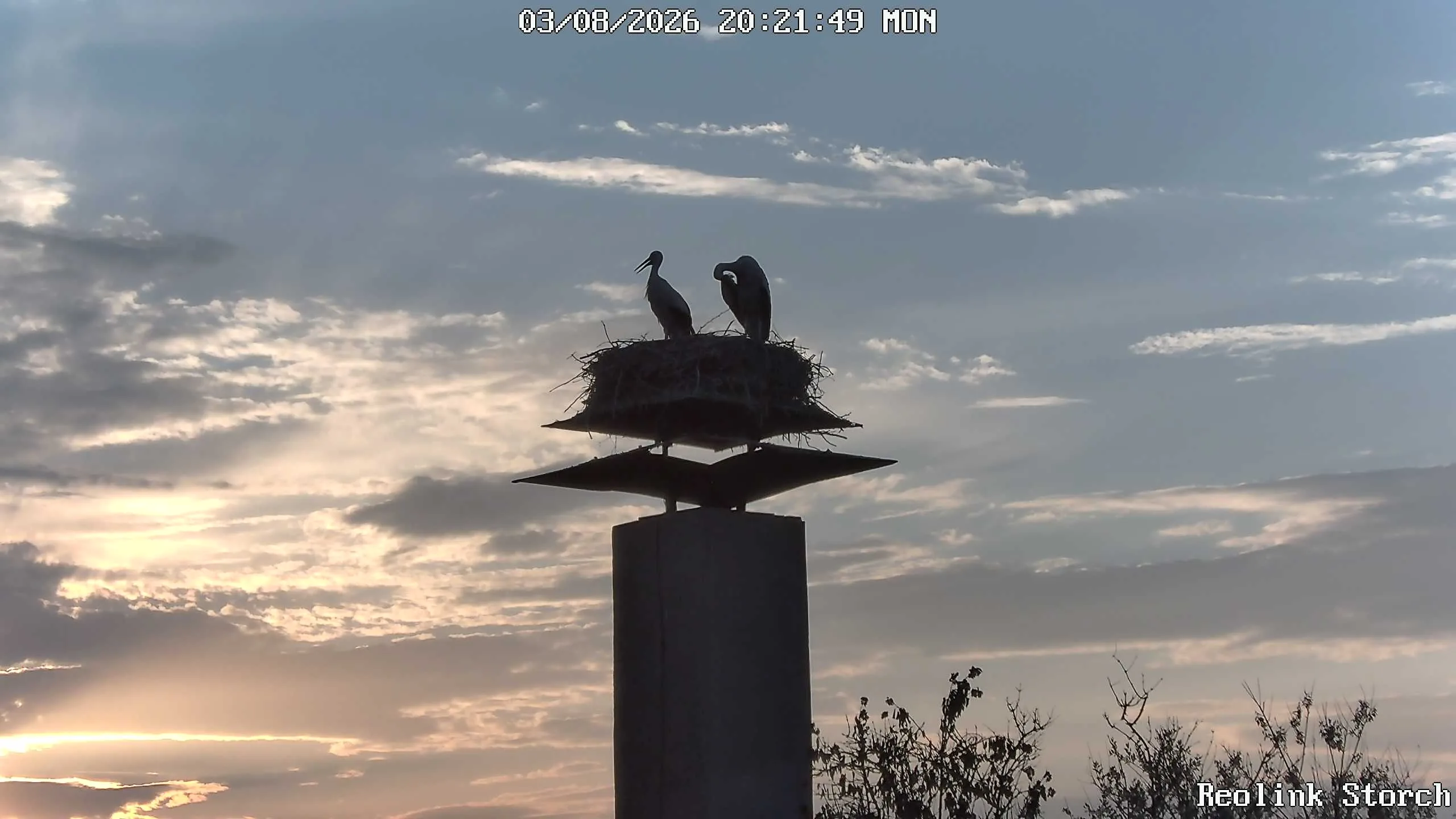 Storchencam Bild