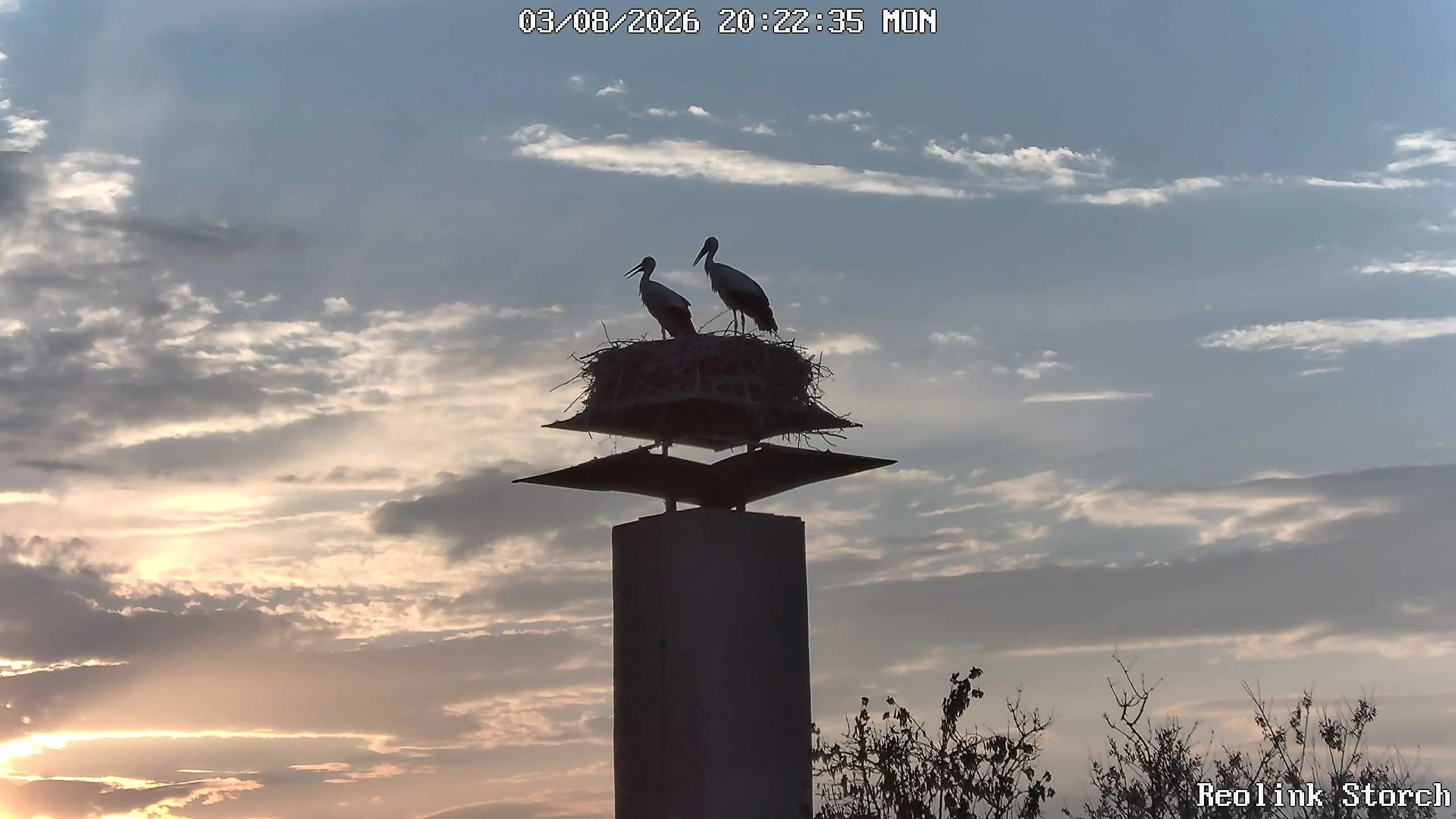 Storchencam Bild