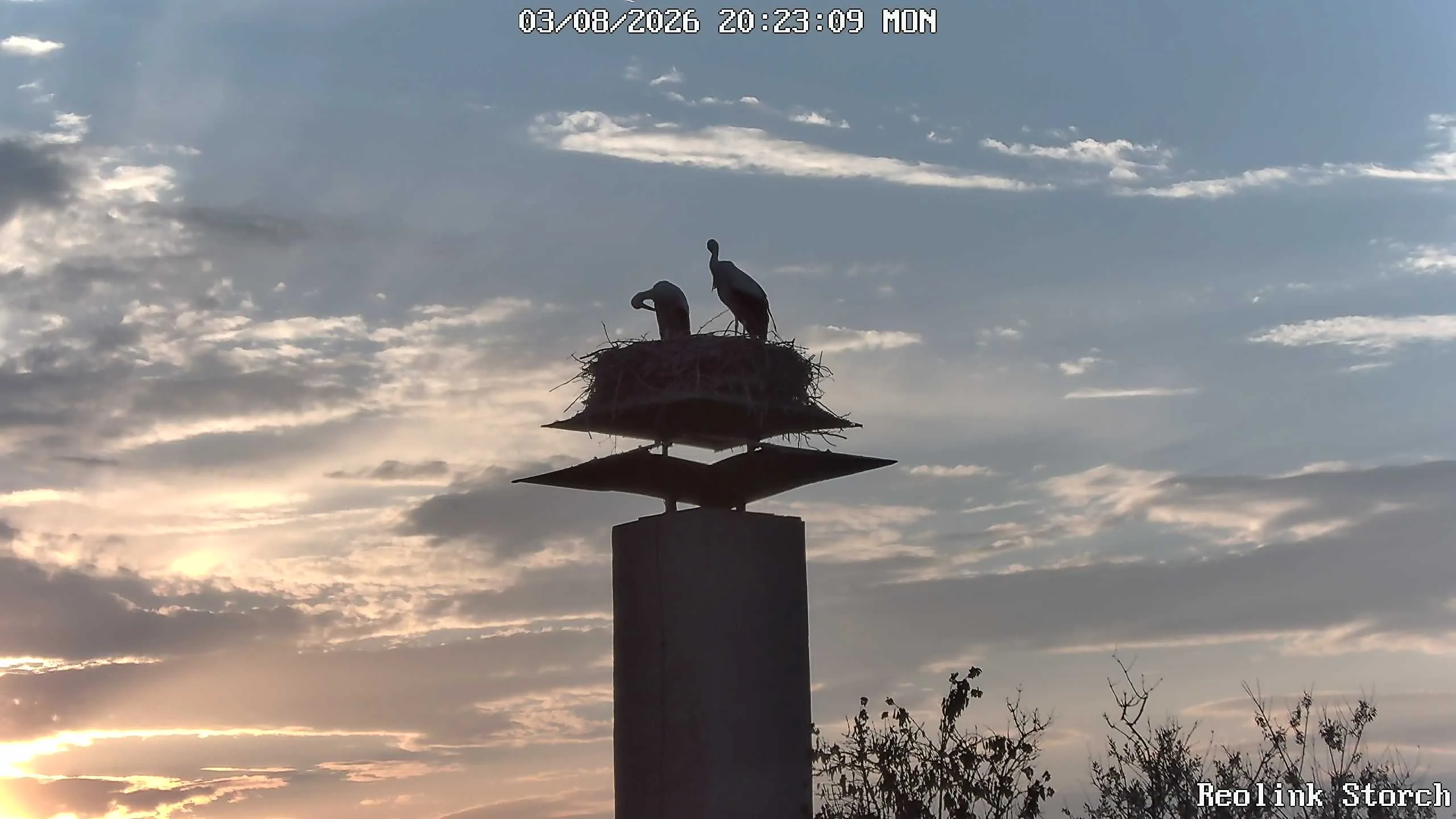 Storchencam Bild