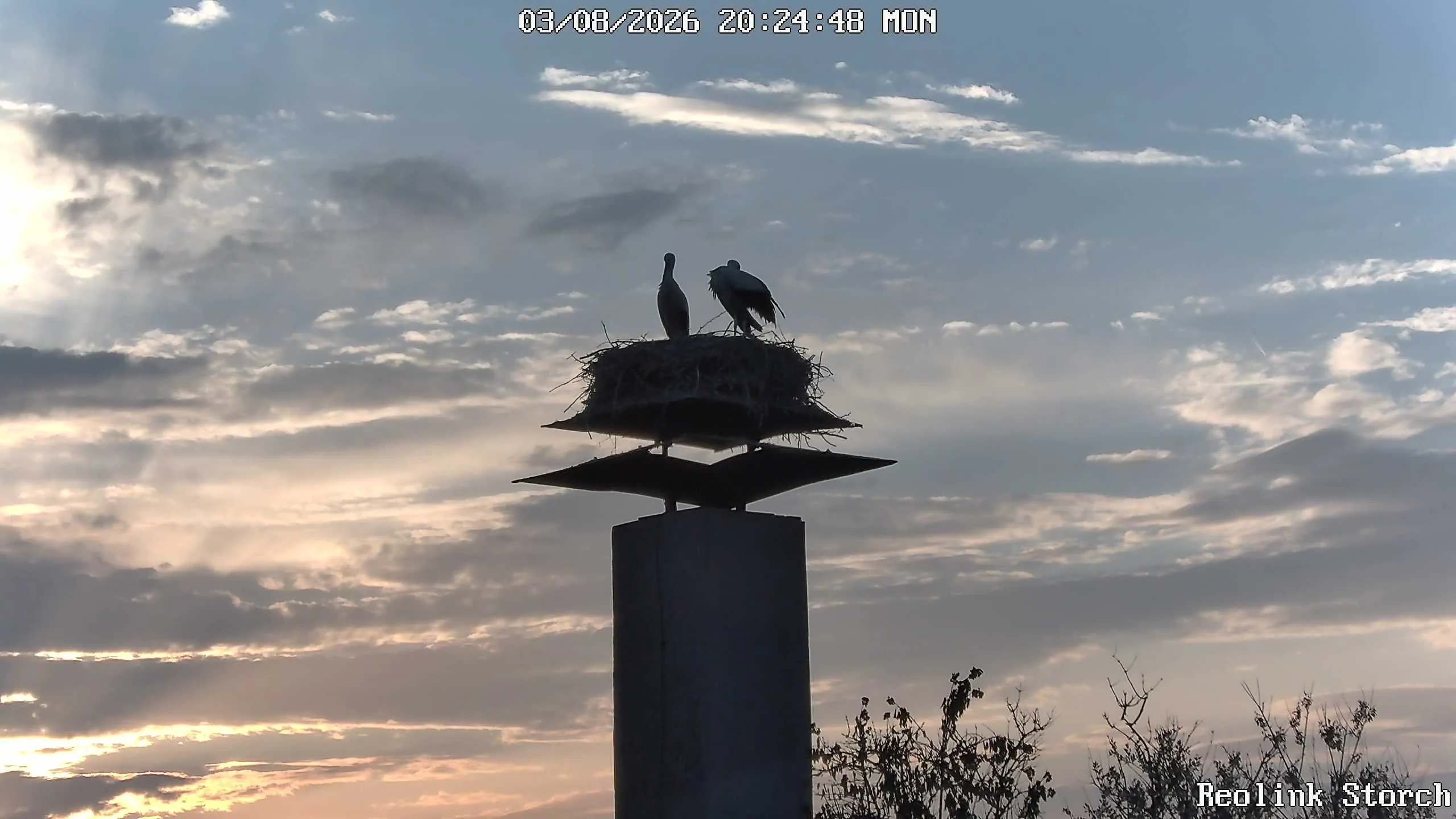 Storchencam Bild