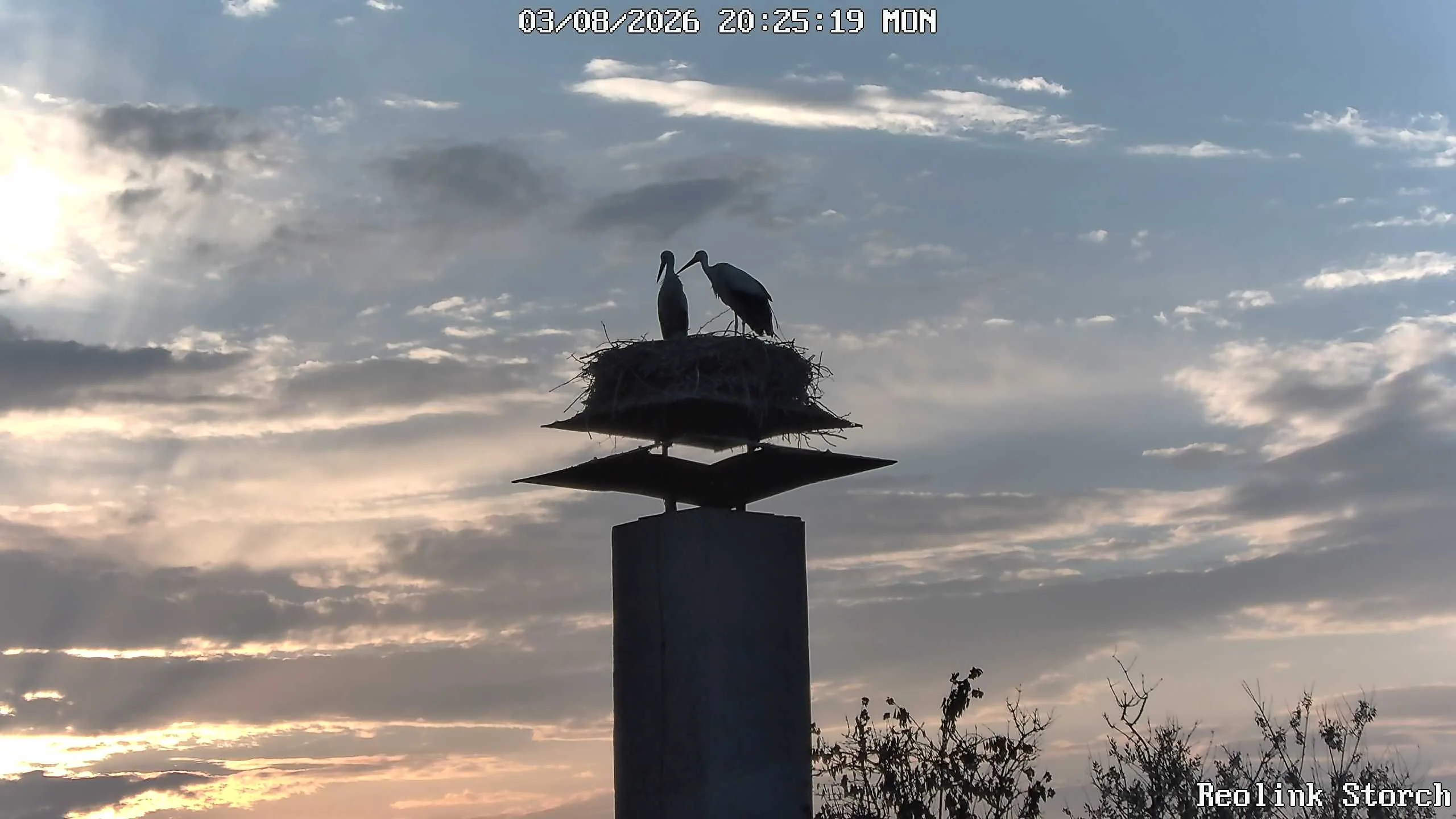 Storchencam Bild