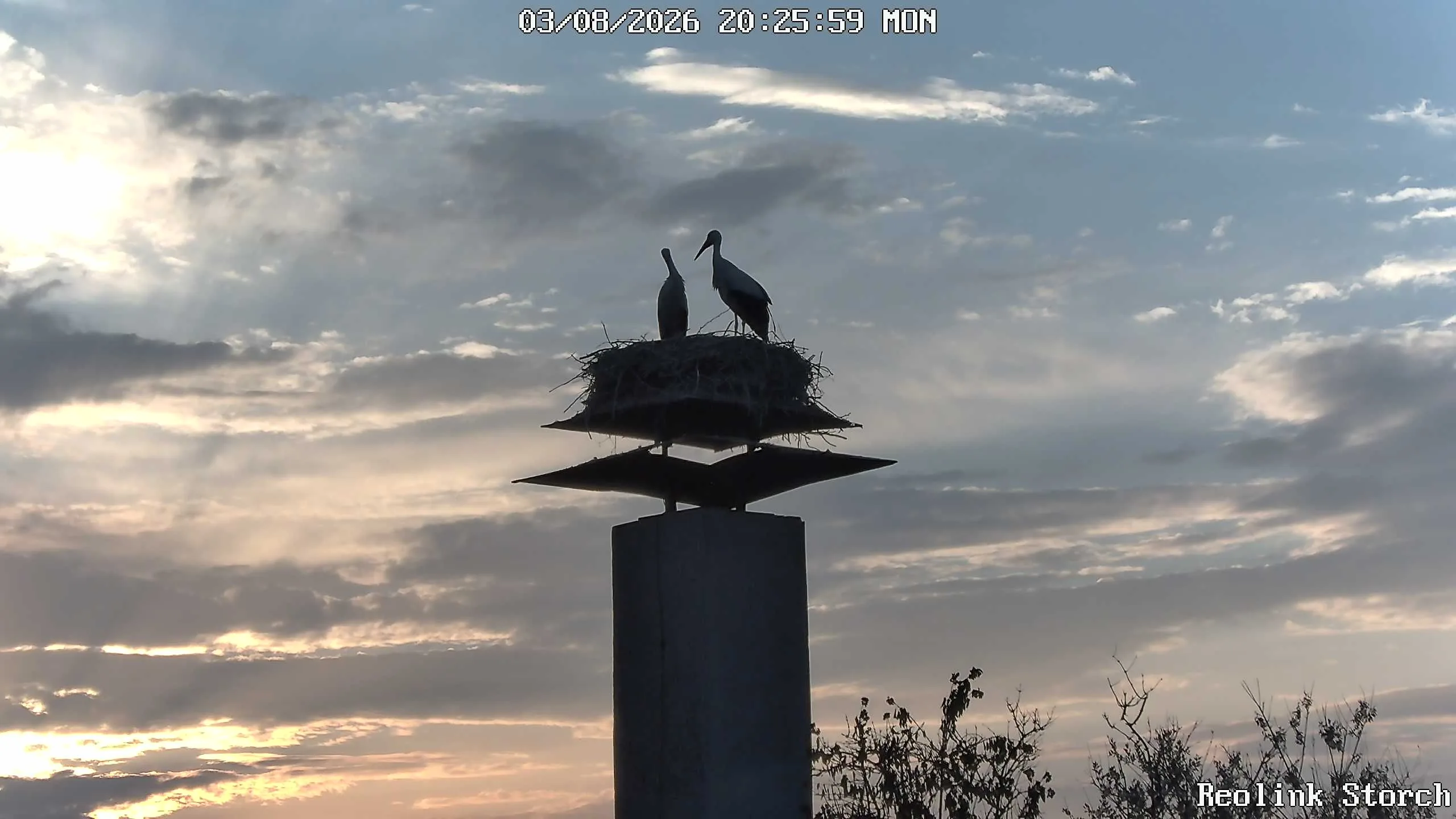 Storchencam Bild