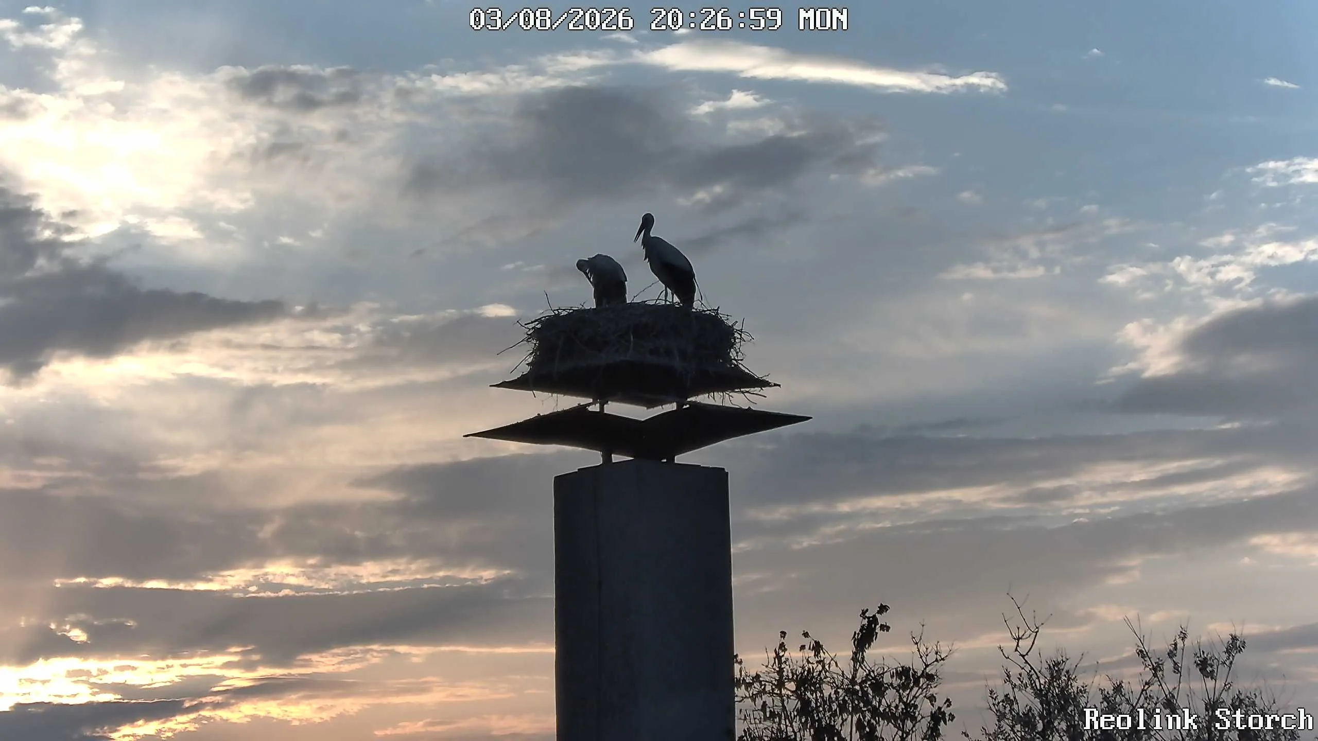 Storchencam Bild