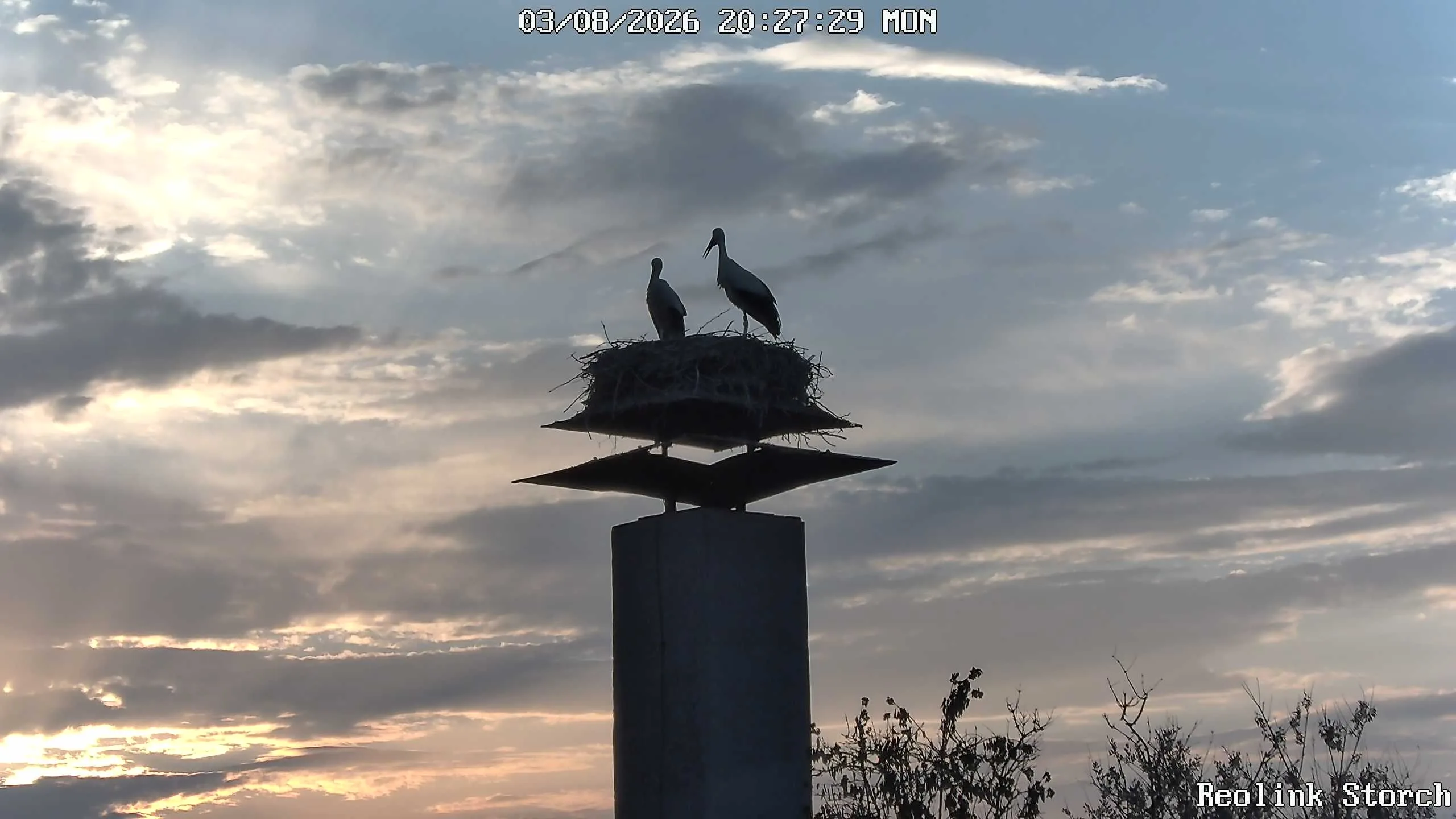 Storchencam Bild