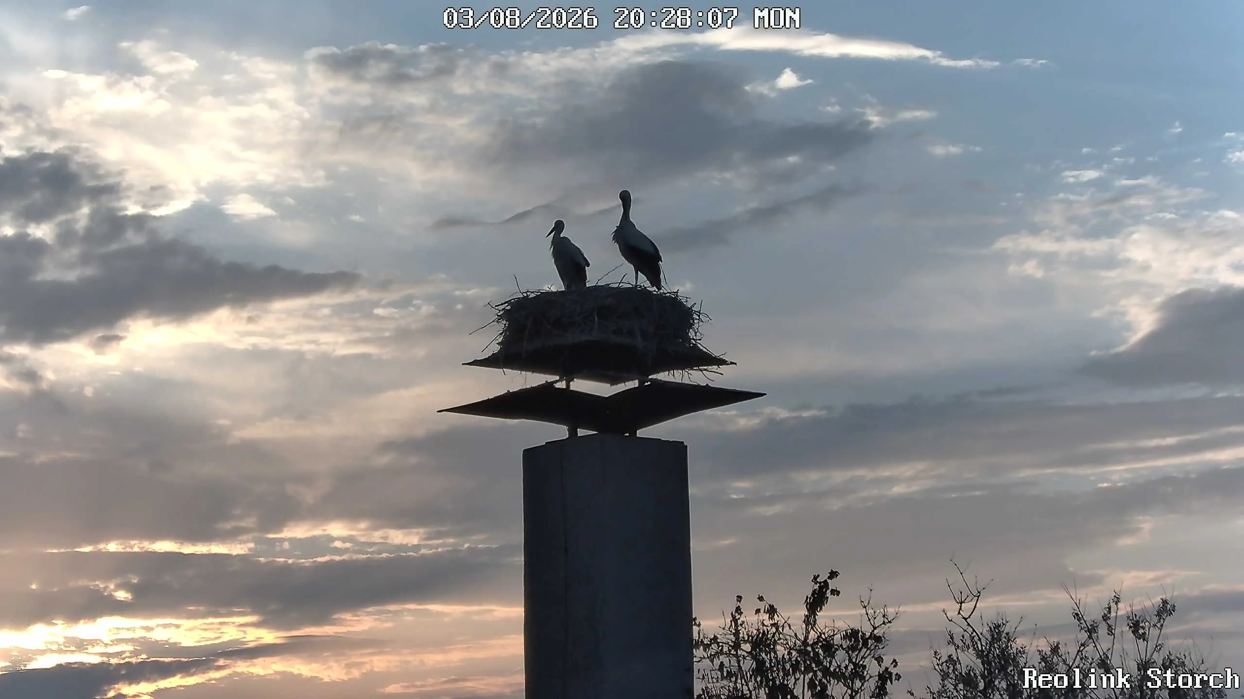 Storchencam Bild