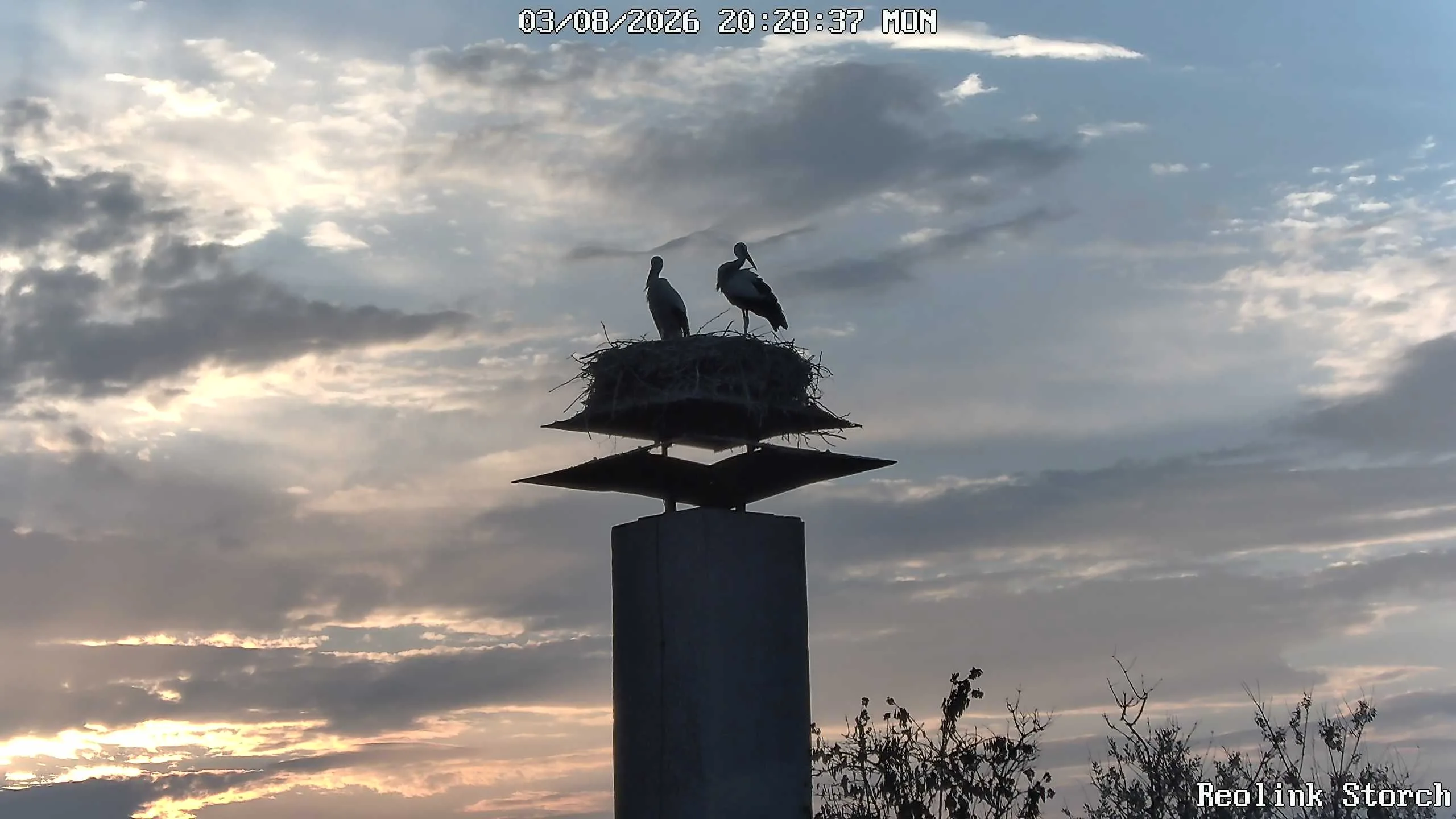 Storchencam Bild