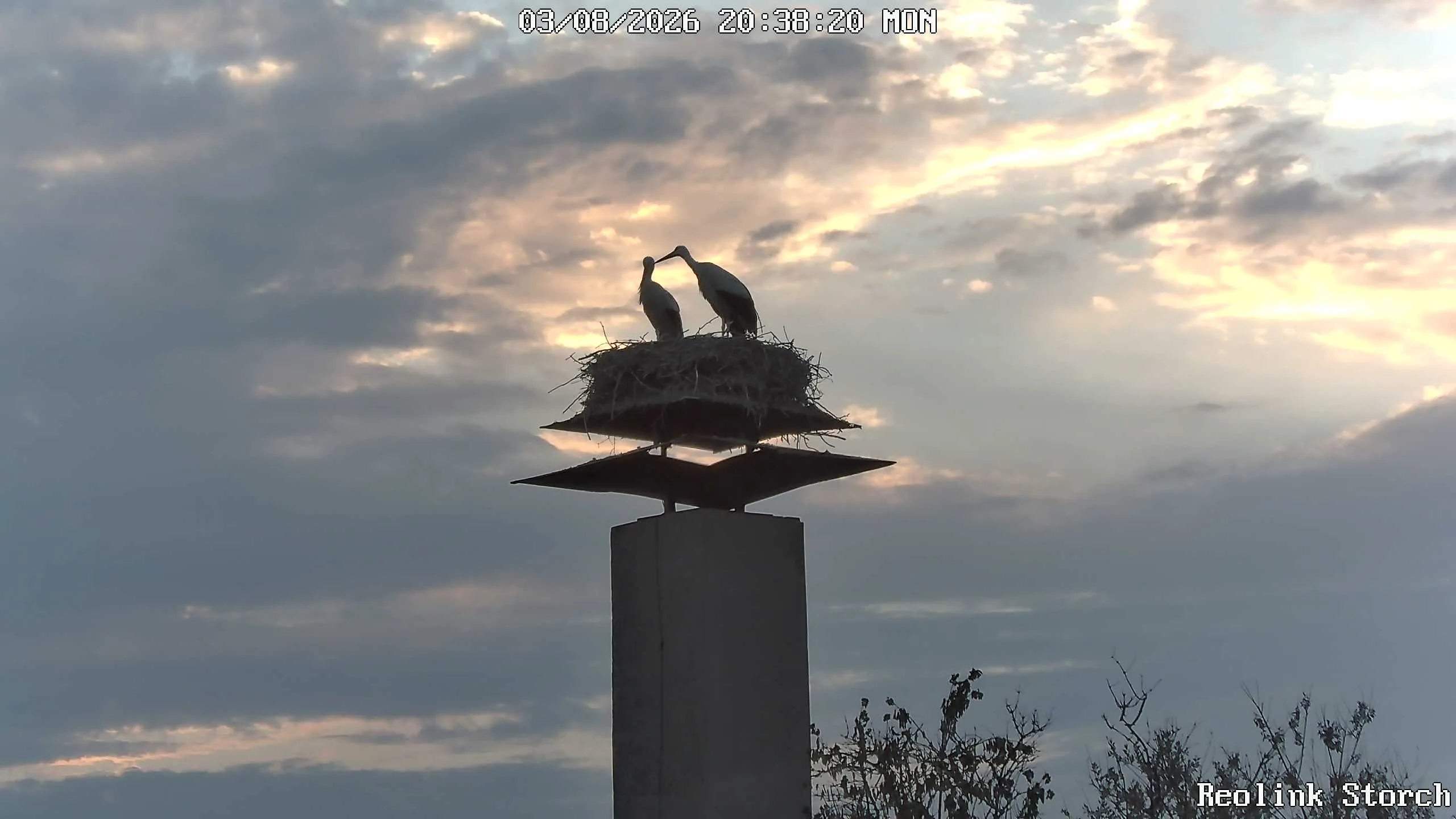 Storchencam Bild