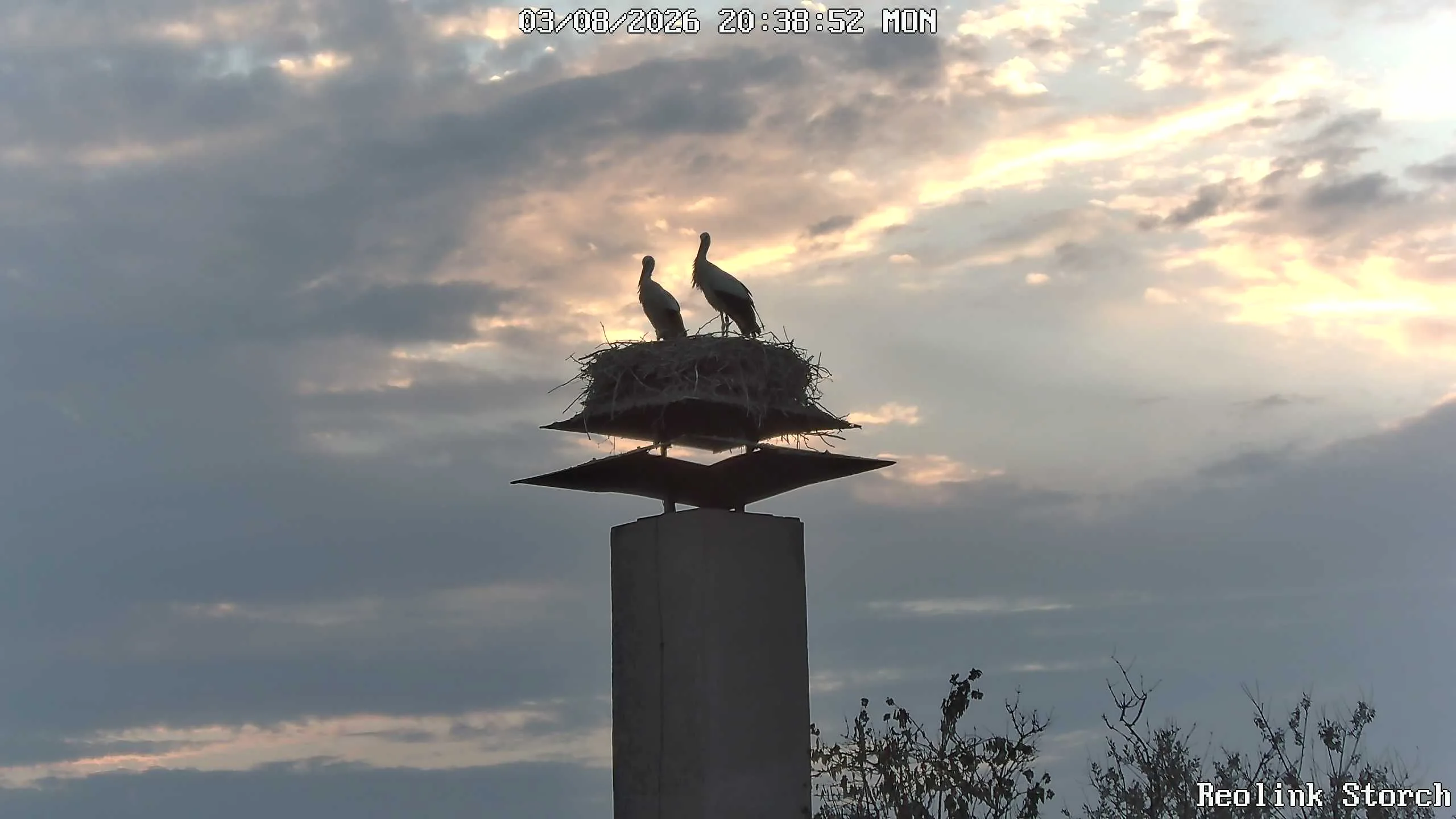 Storchencam Bild