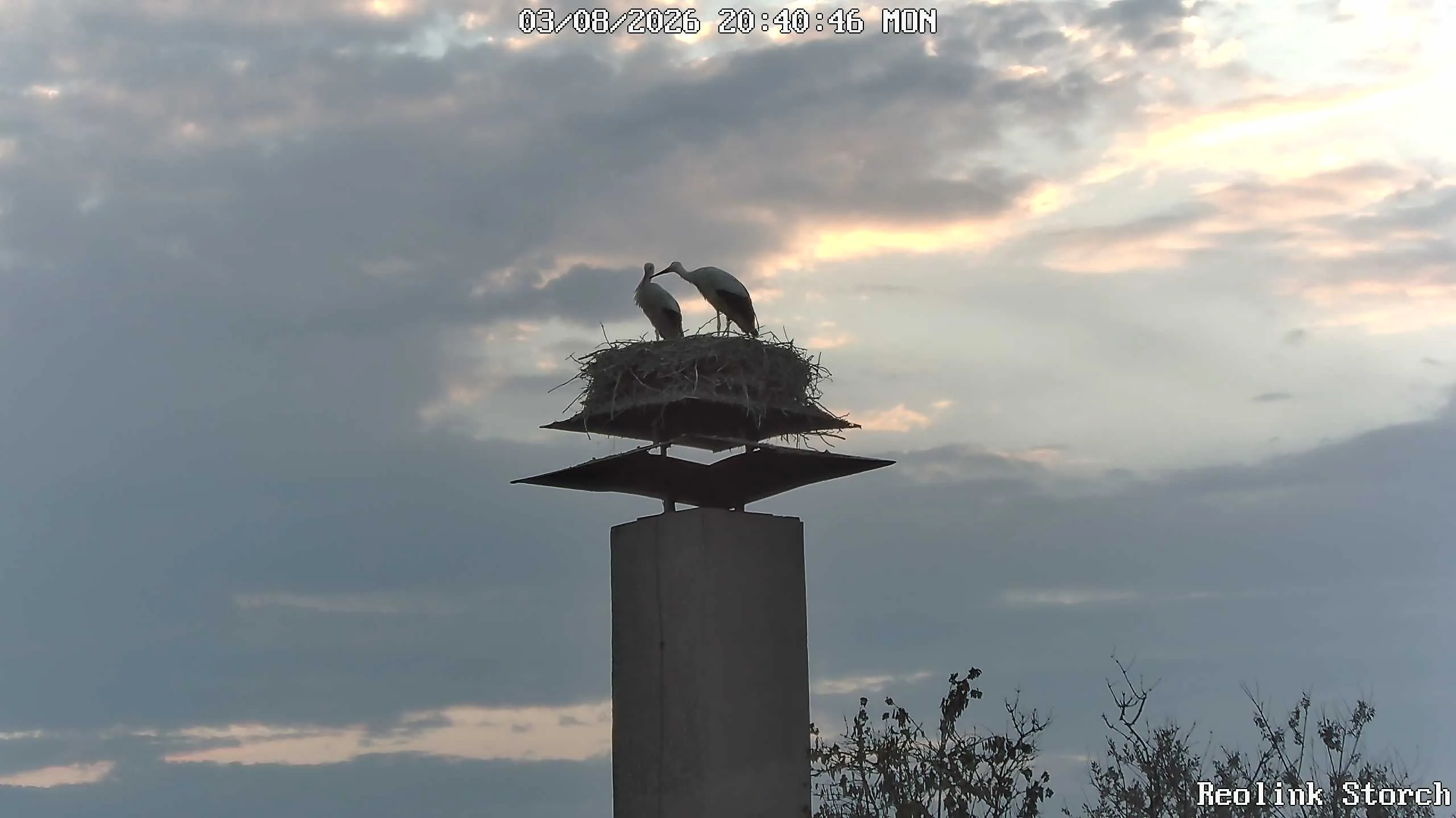 Storchencam Bild