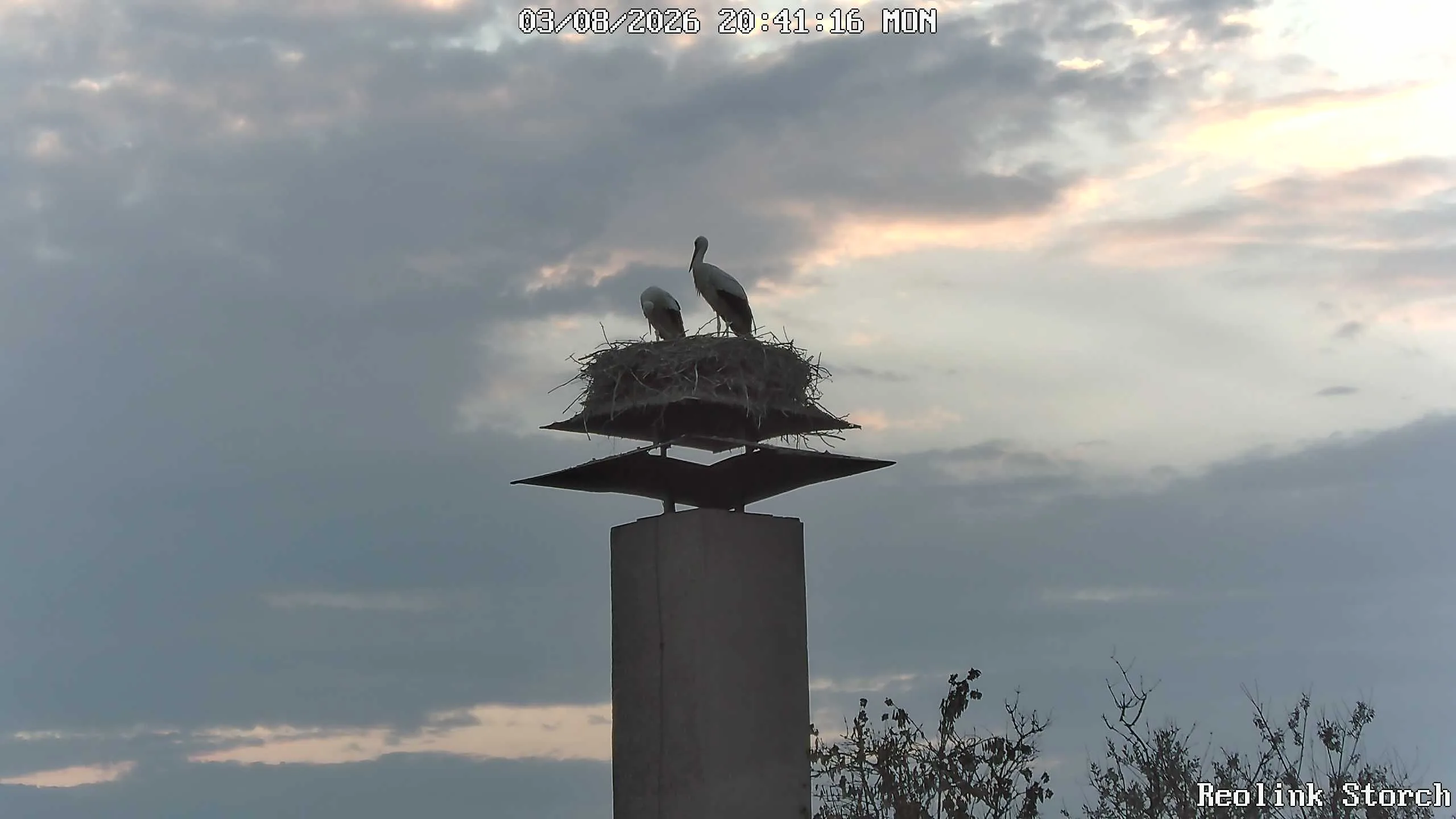 Storchencam Bild
