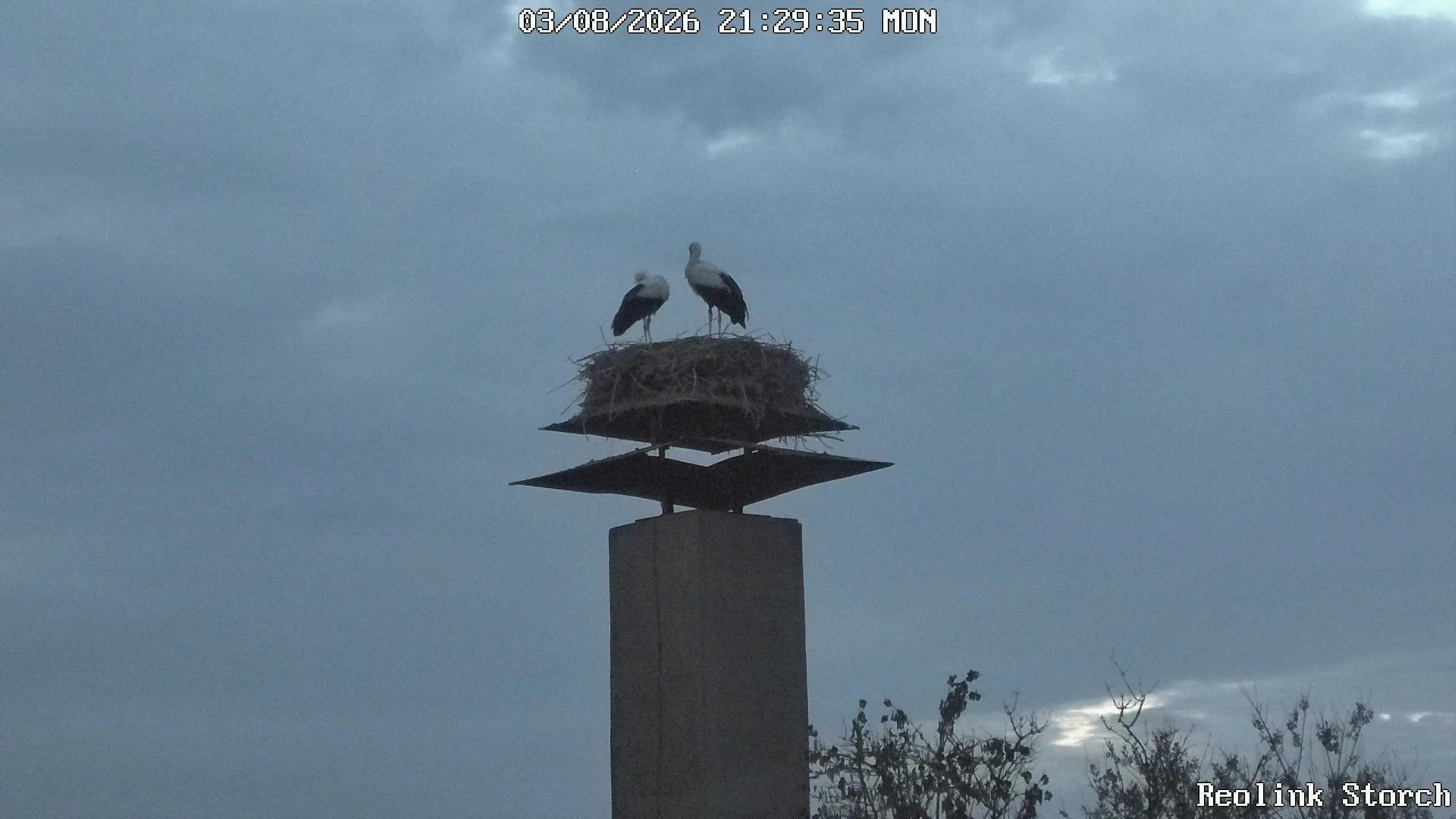 Storchencam Bild