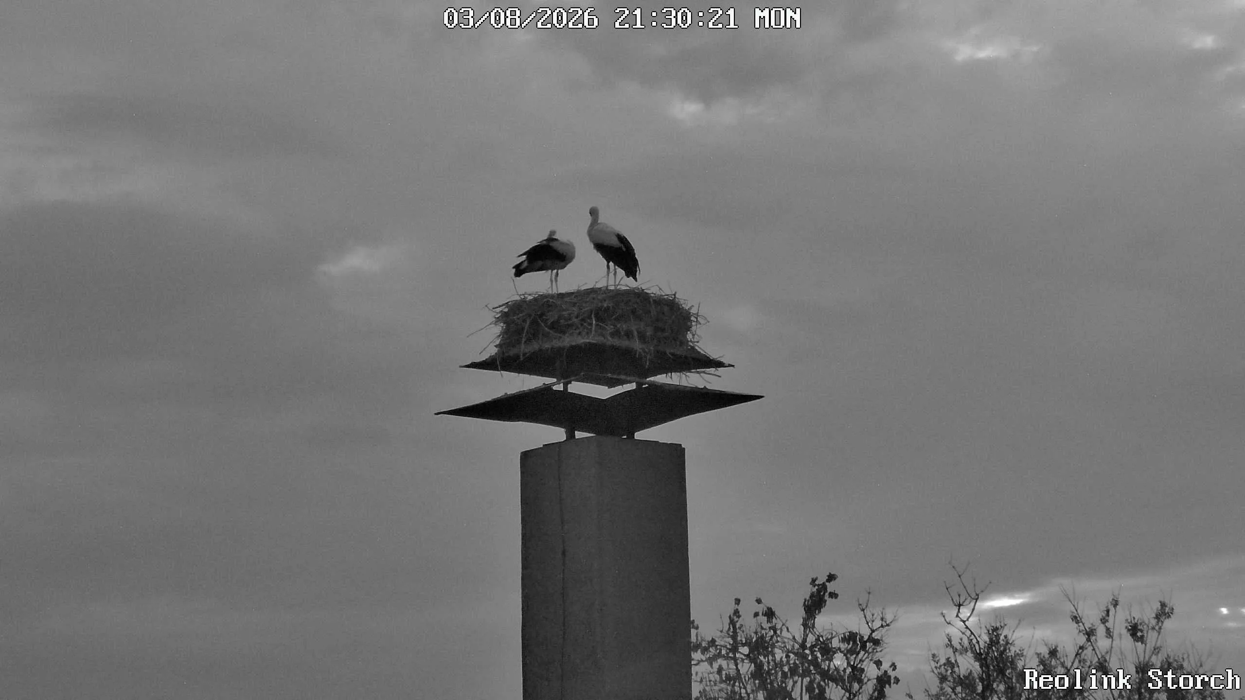 Storchencam Bild