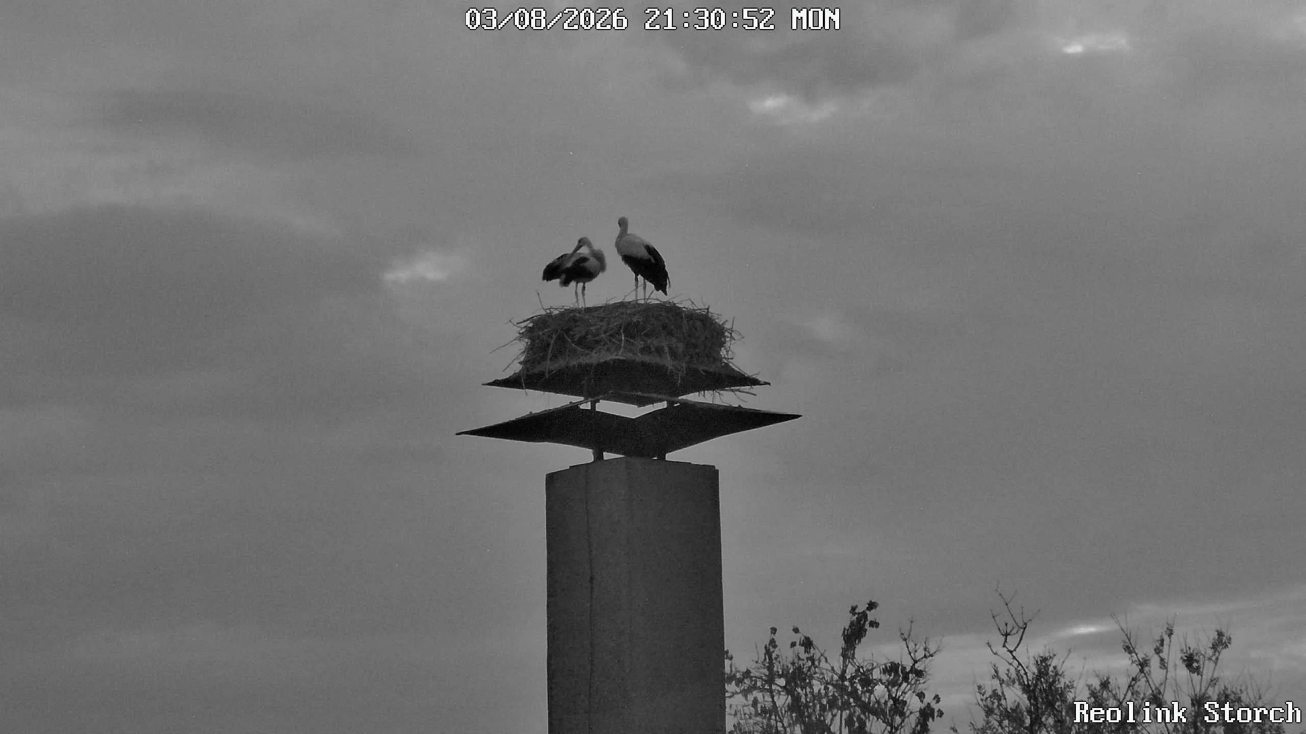 Storchencam Bild