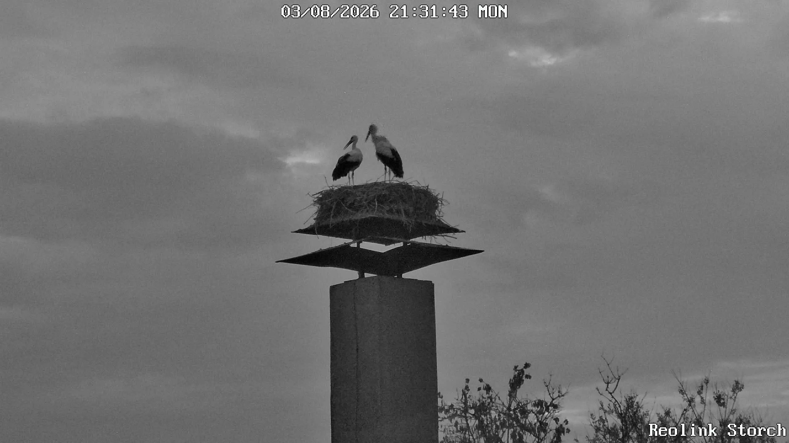 Storchencam Bild