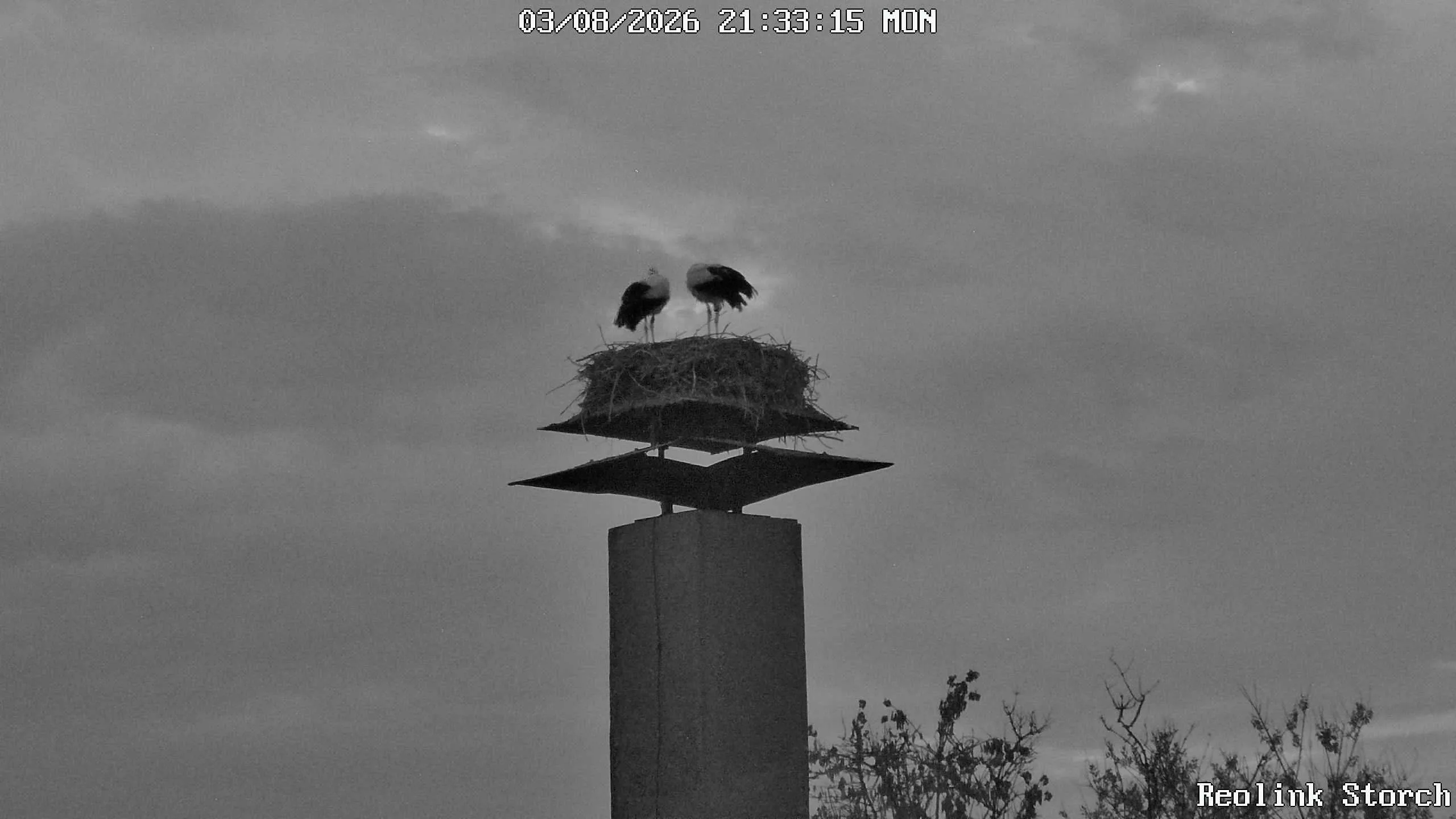 Storchencam Bild