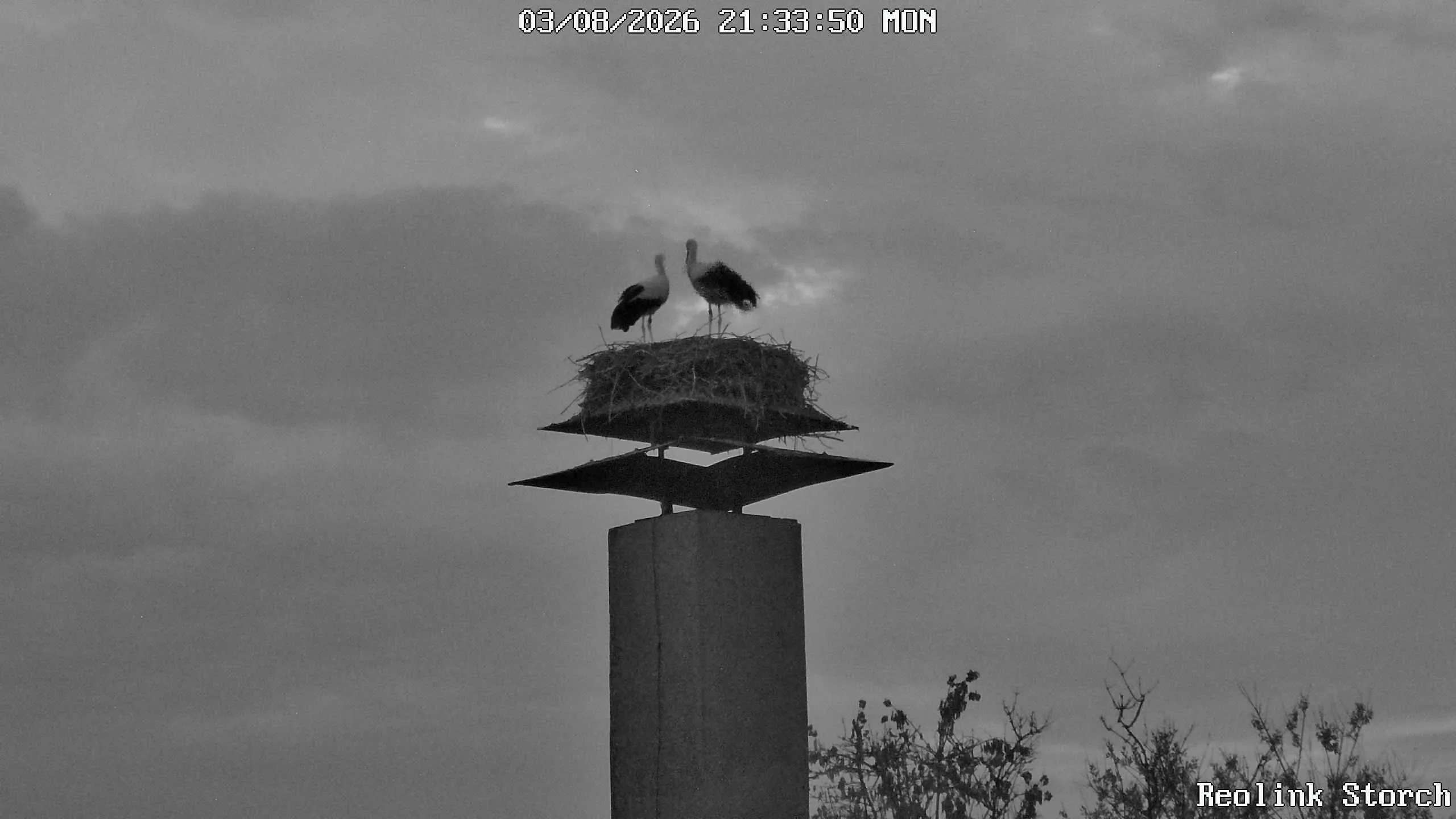 Storchencam Bild