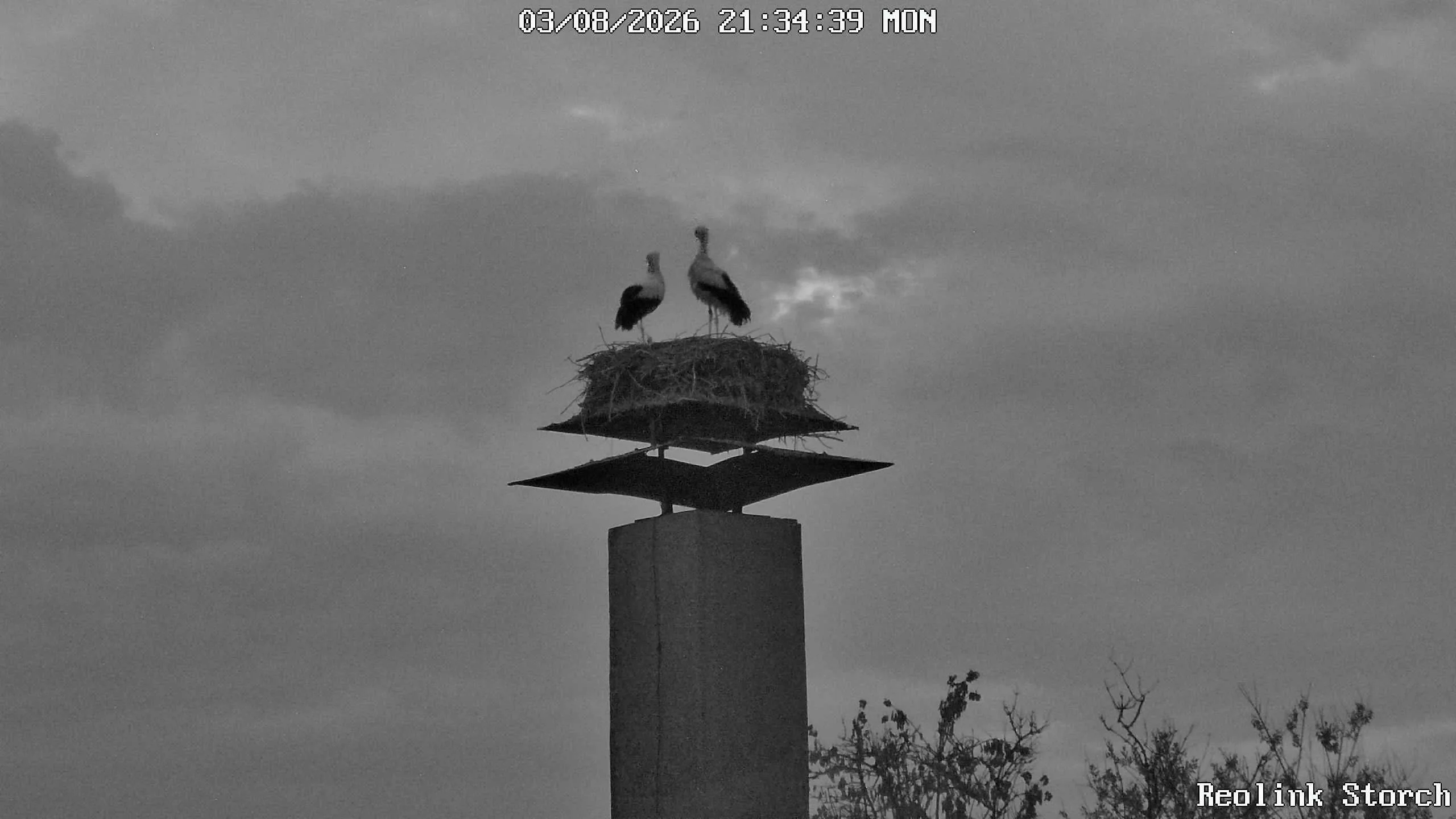 Storchencam Bild