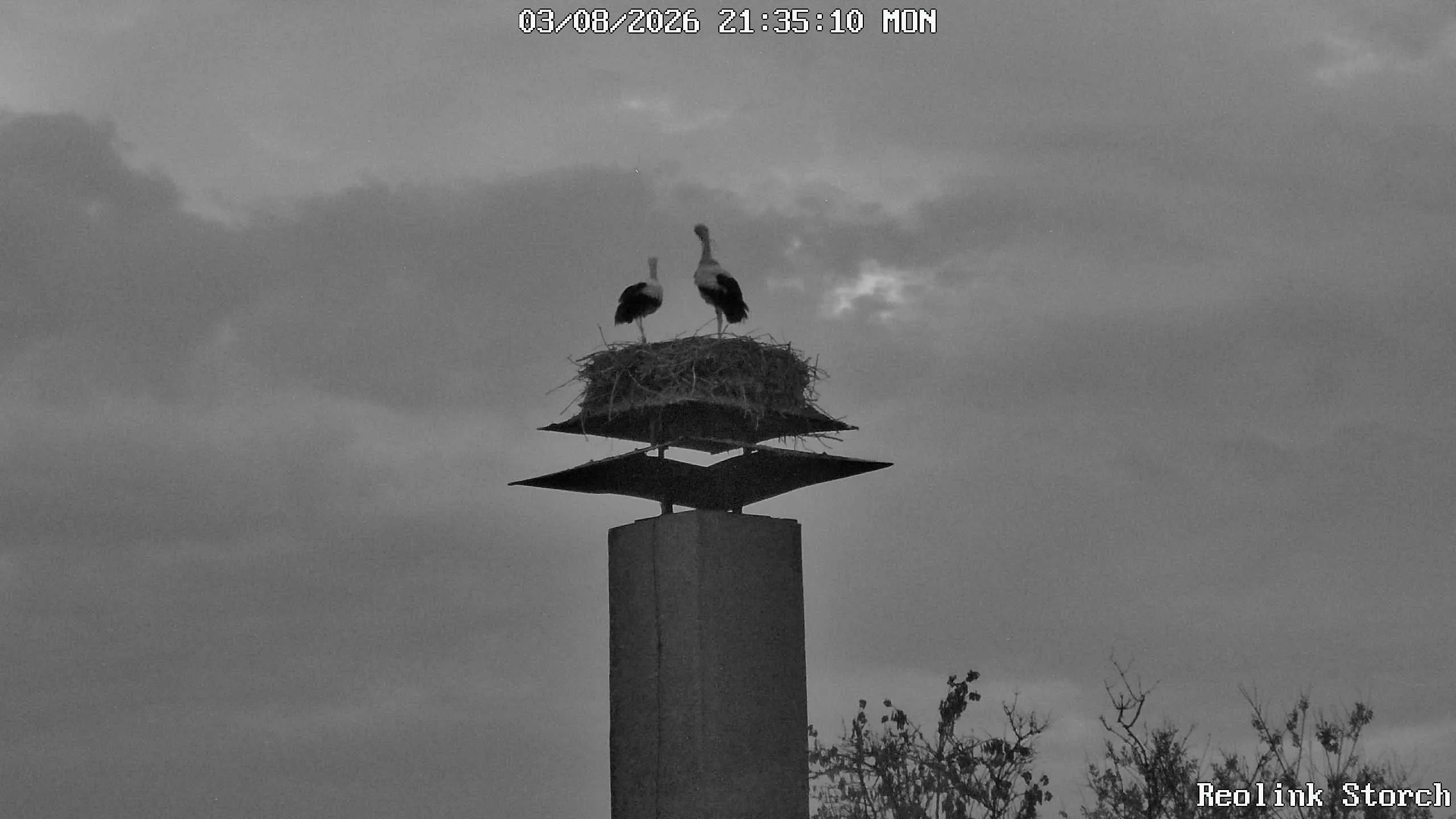 Storchencam Bild