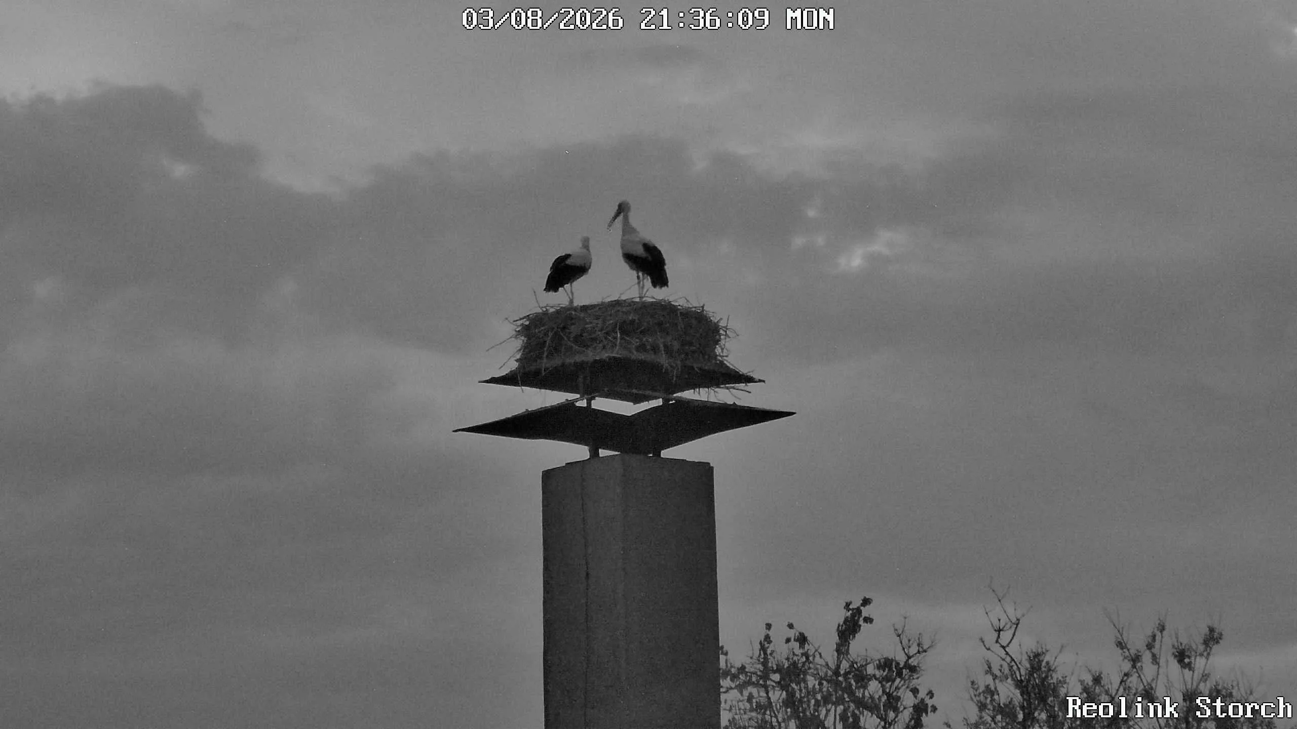 Storchencam Bild