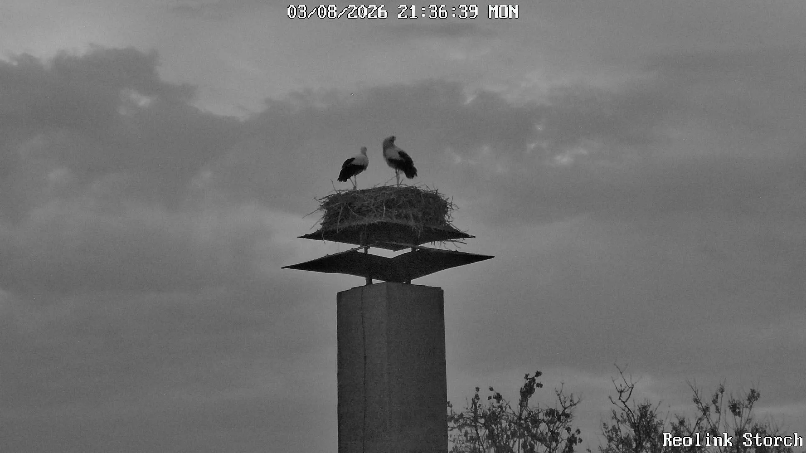 Storchencam Bild