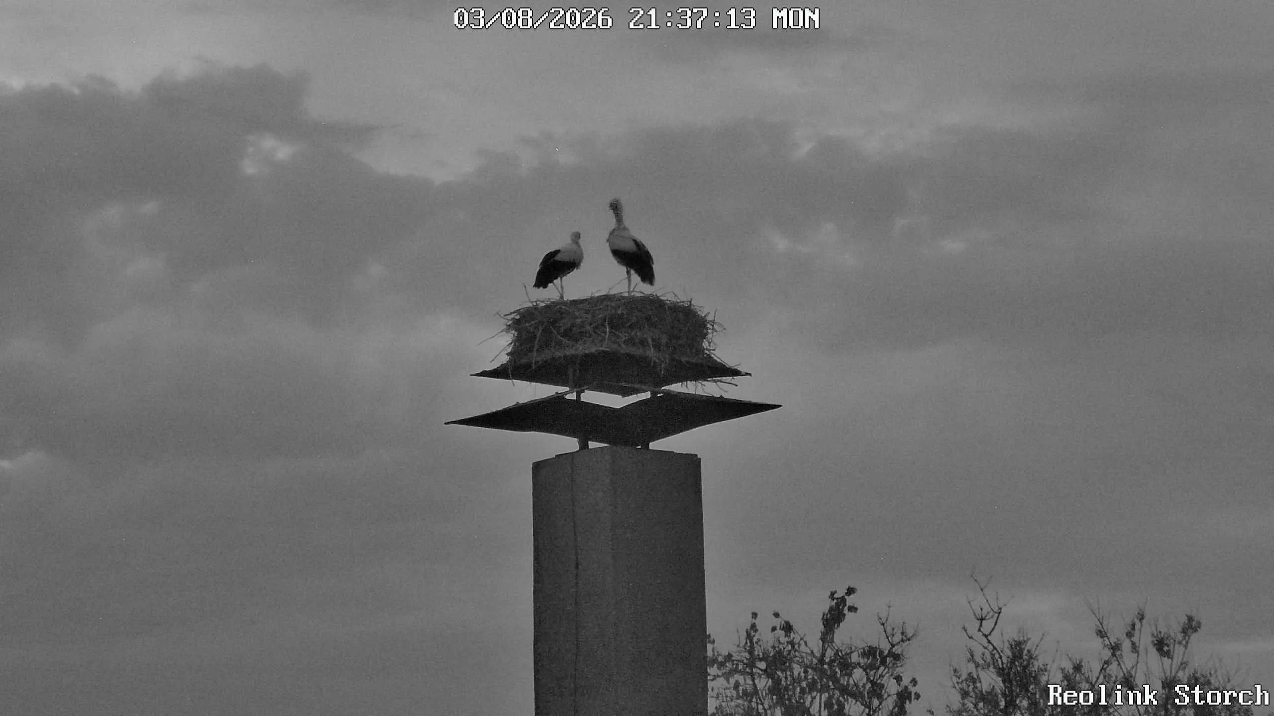 Storchencam Bild